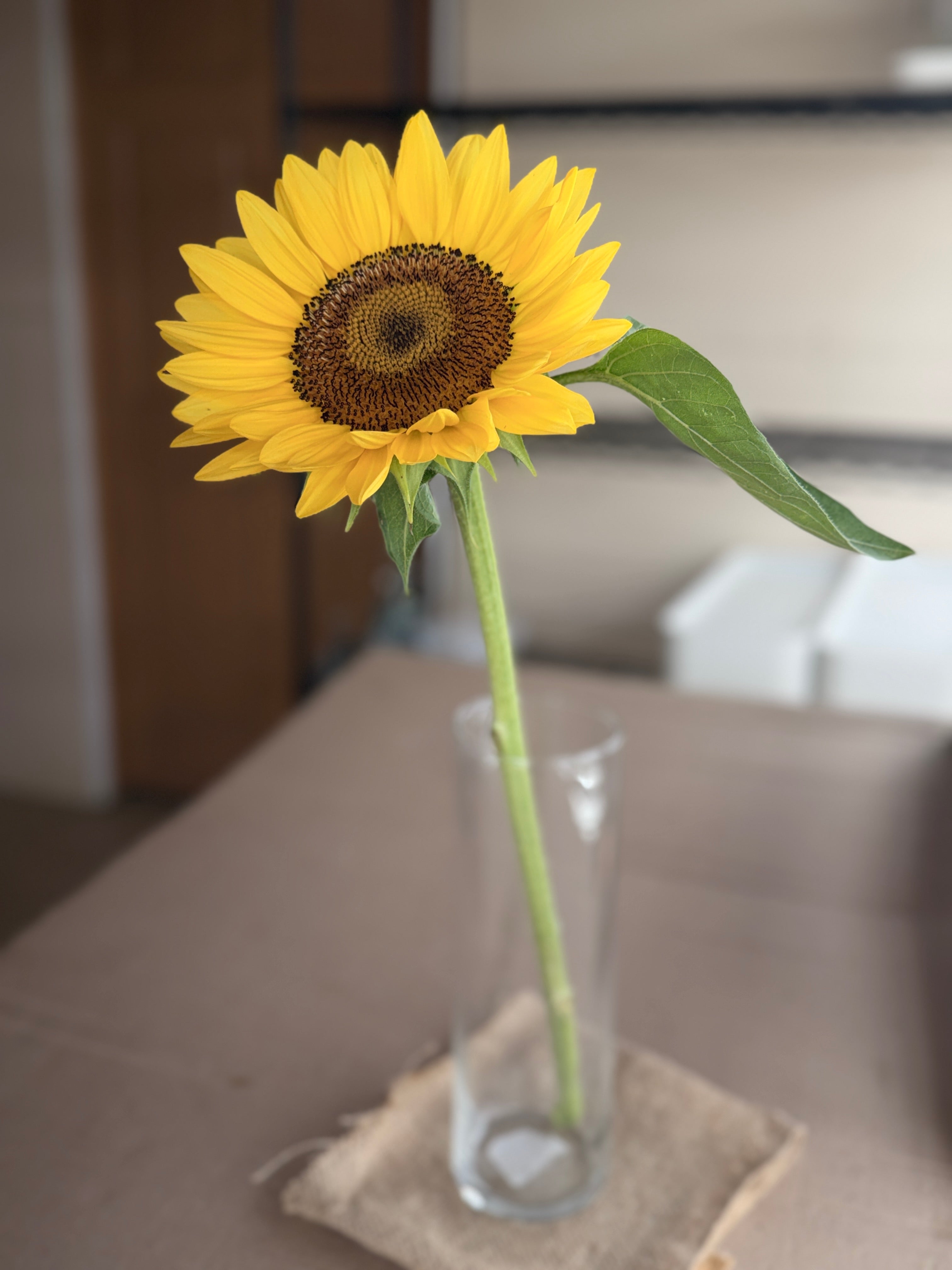 Sunflower - Procut Peach