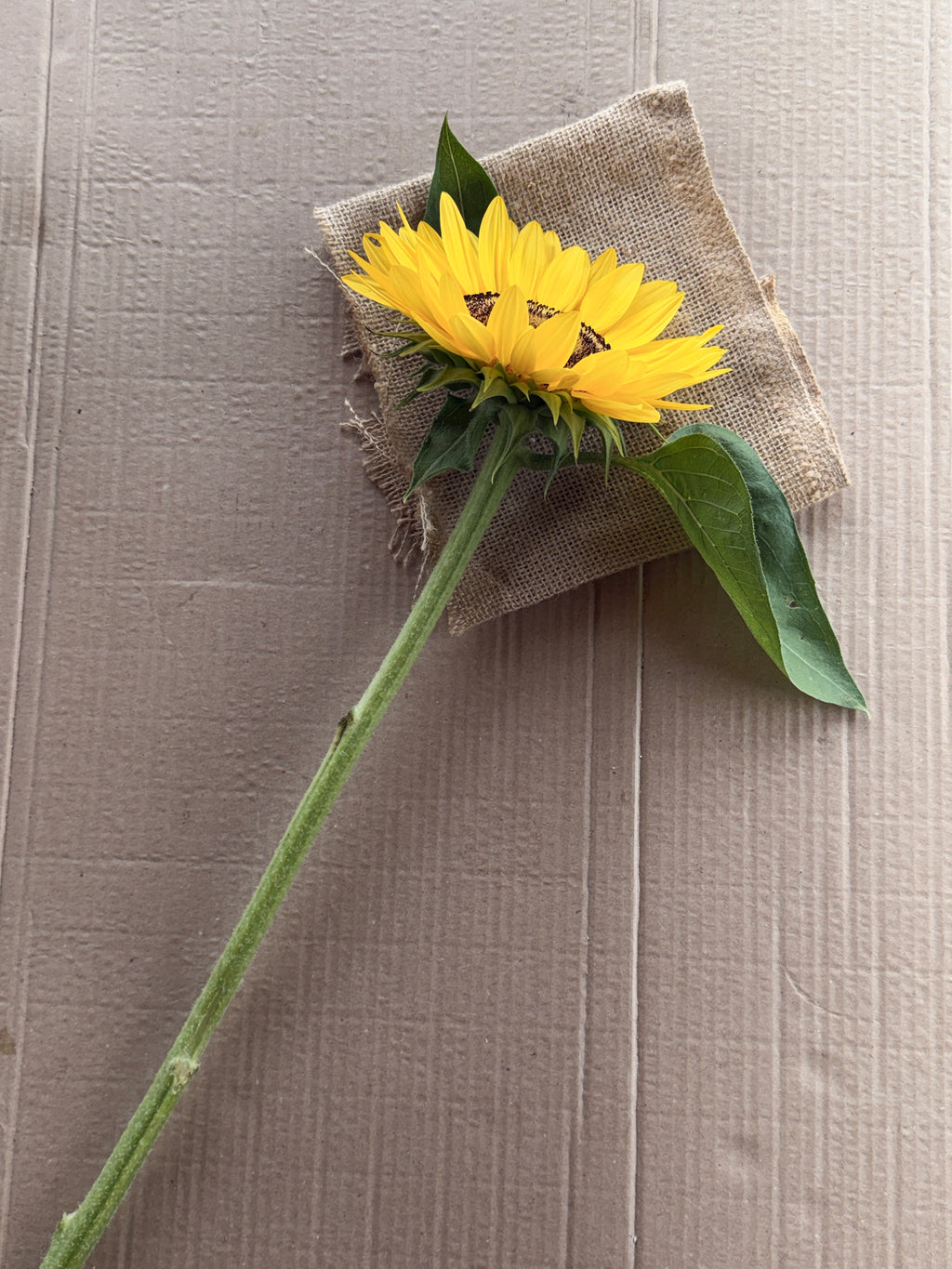Sunflower - Procut Peach