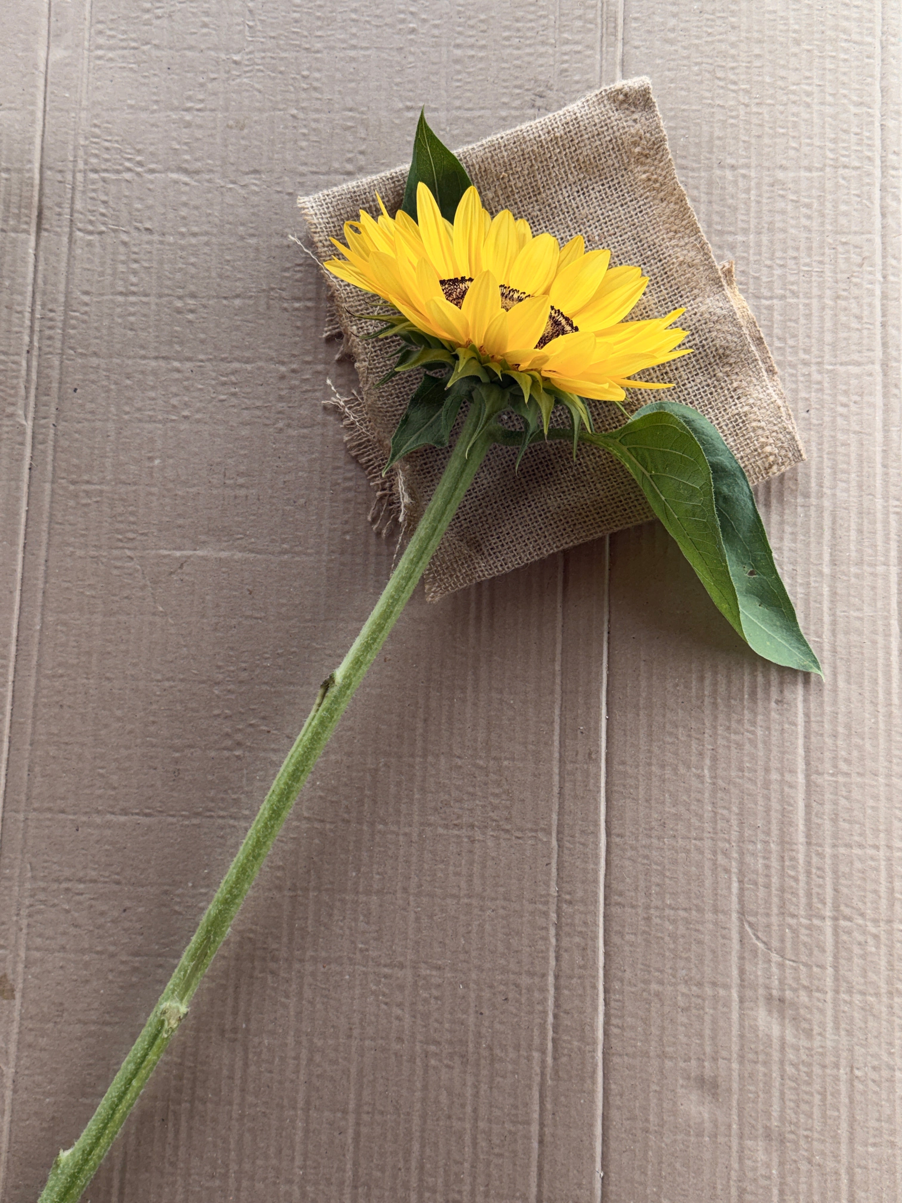 Sunflower - Procut Peach