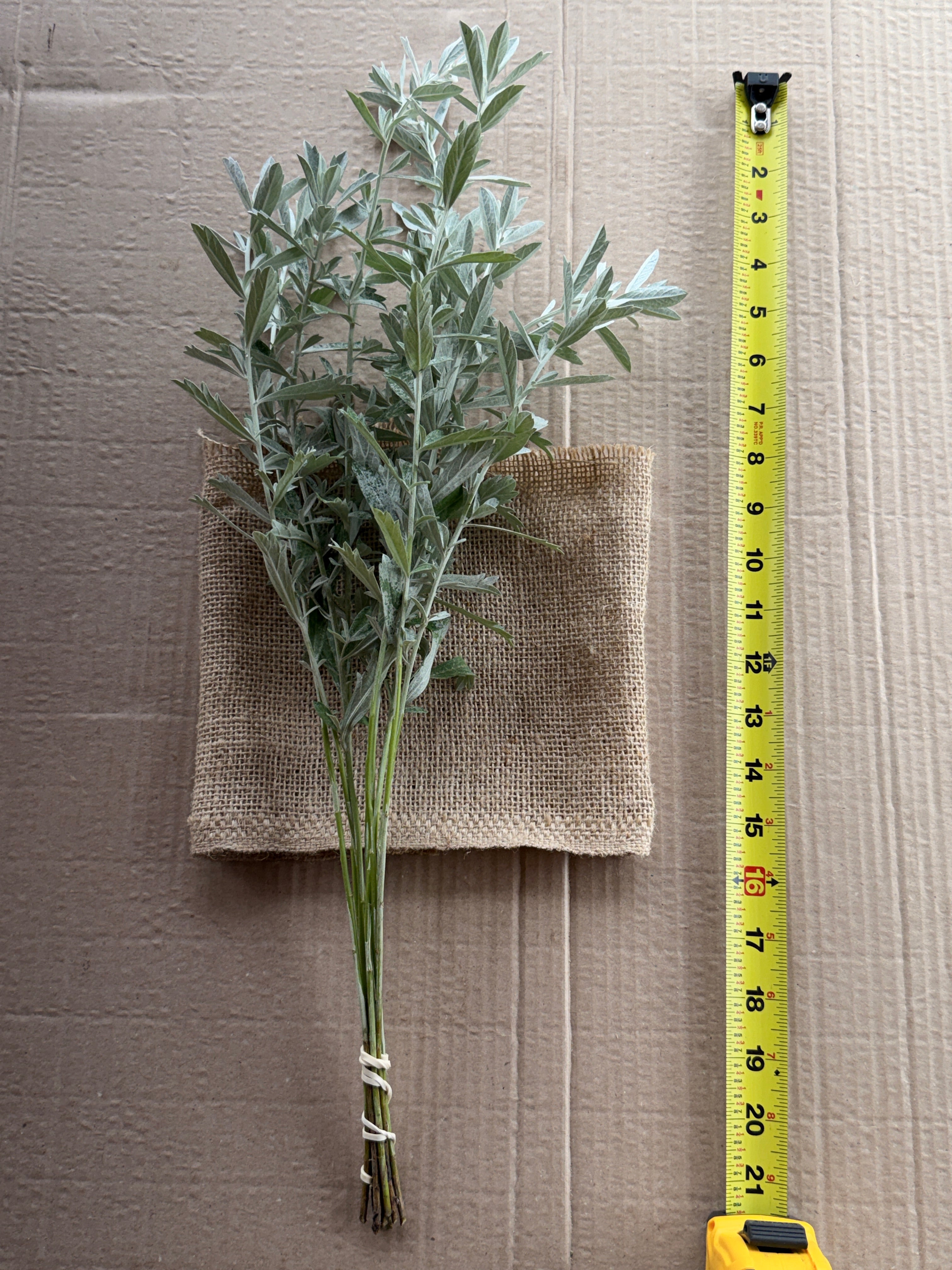 White Sage - fine textured