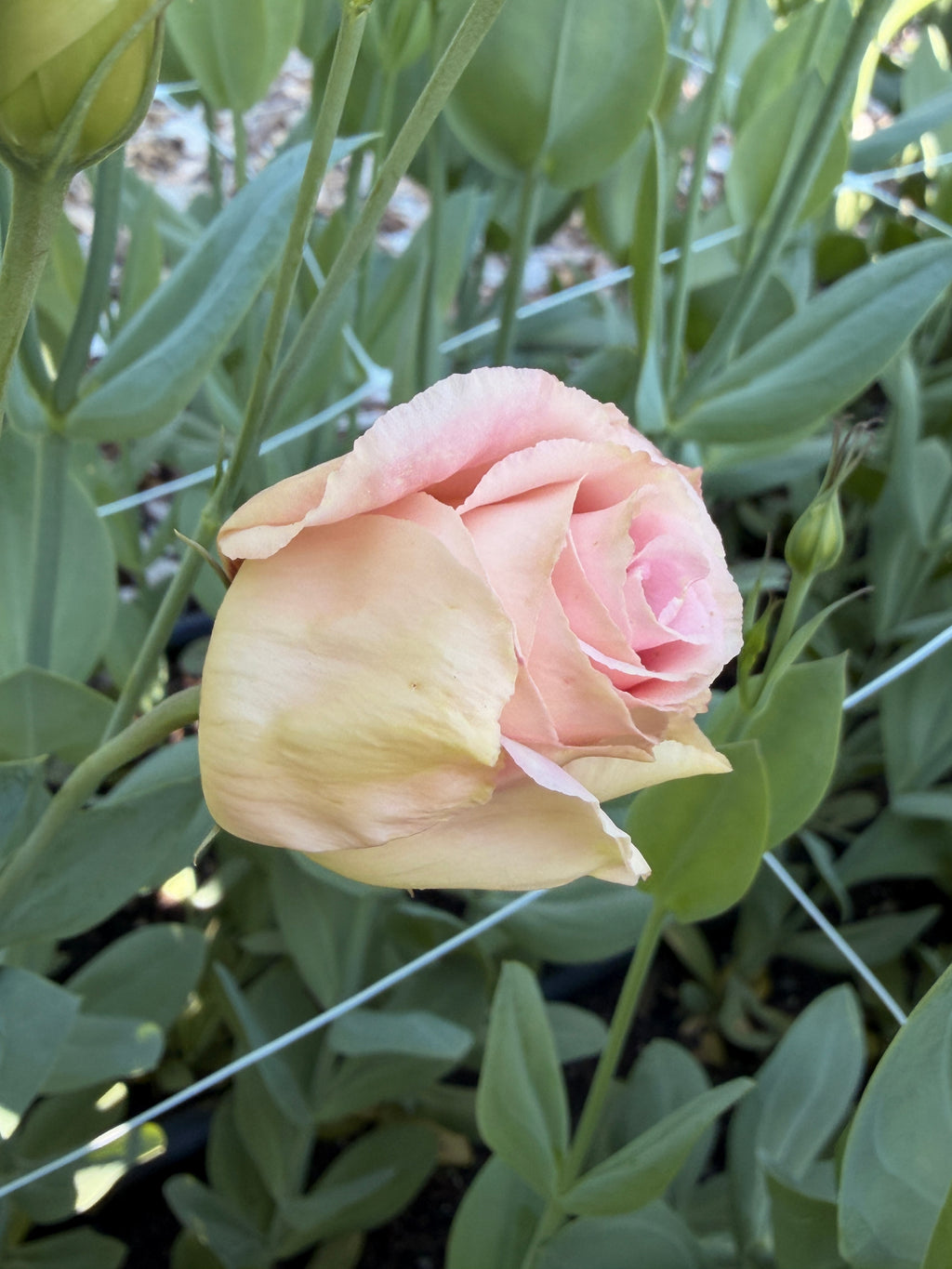 Lisianthus - Peach