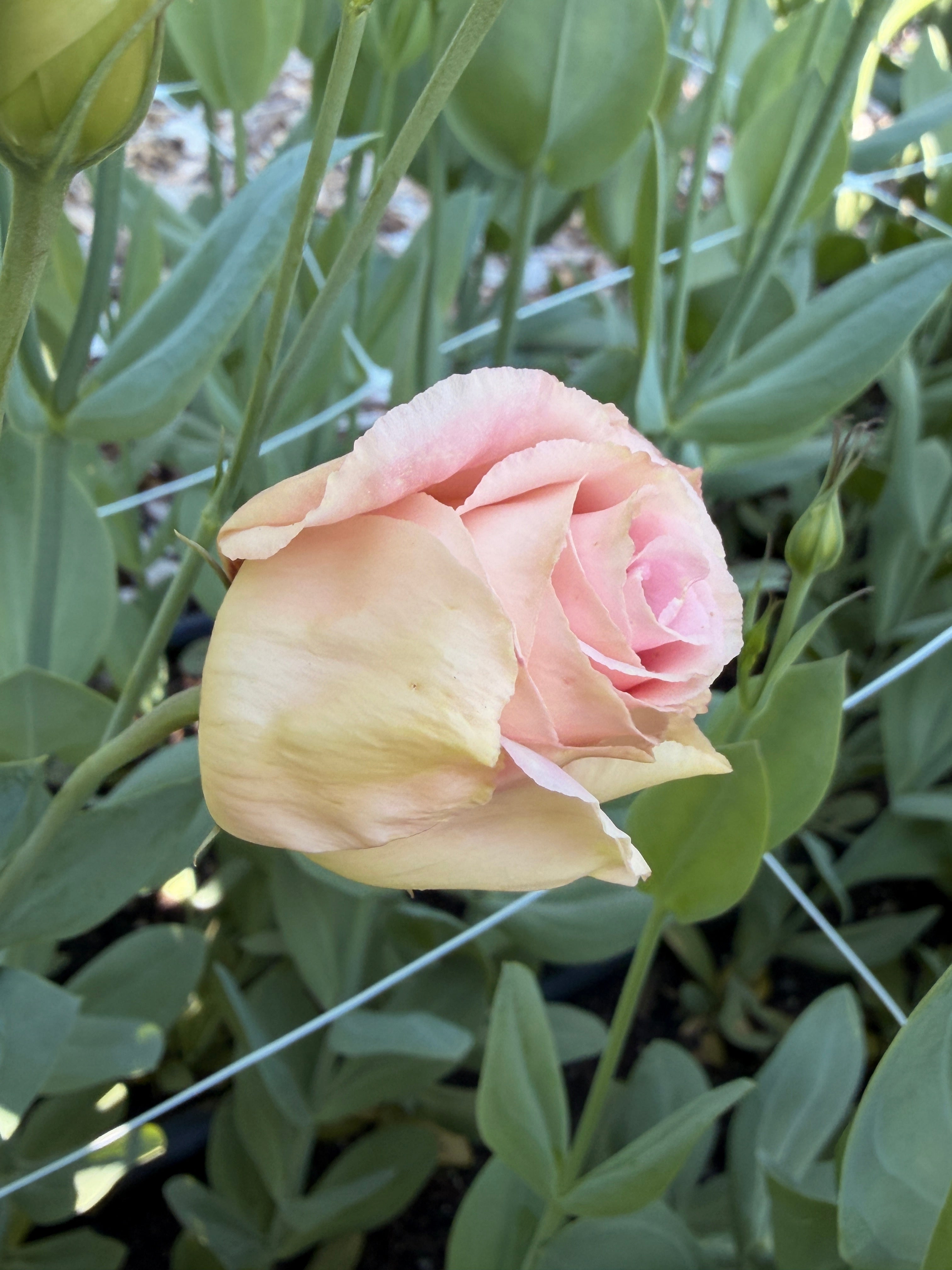 Lisianthus - Peach