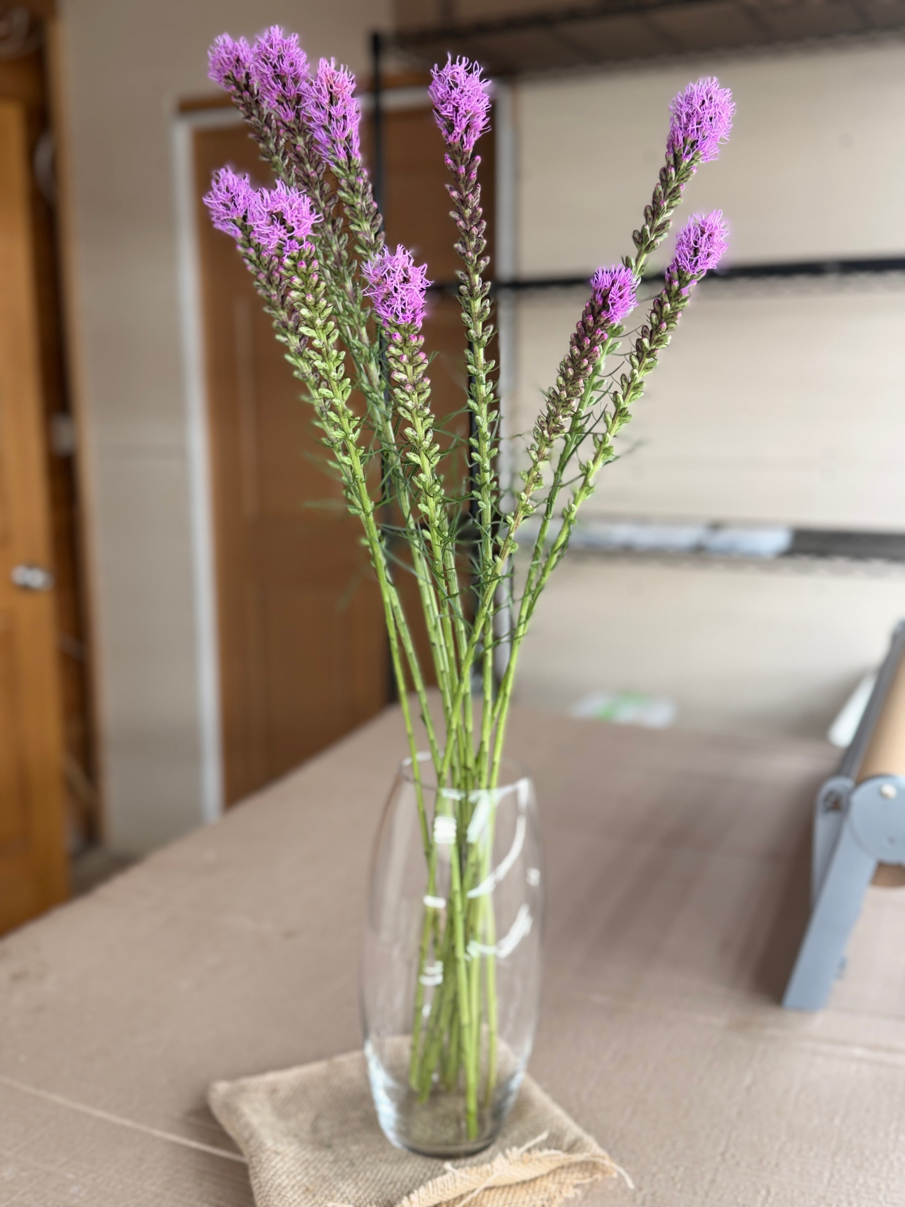 Liatris - Purple