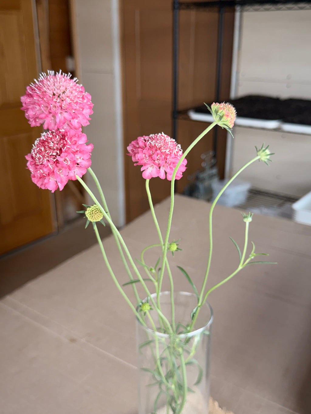 Scabiosa - Salmon Rose