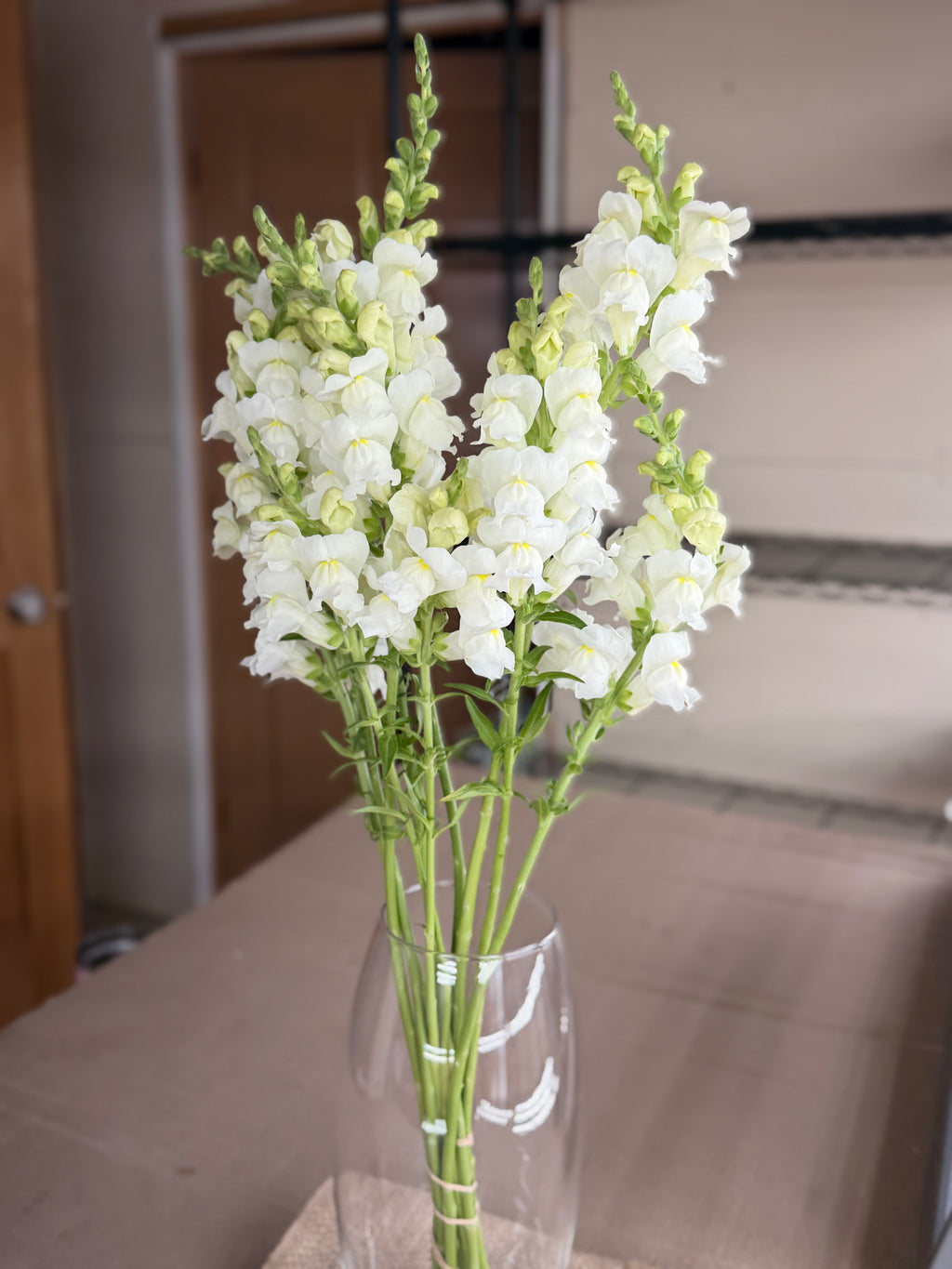 Snapdragon - Avignon White
