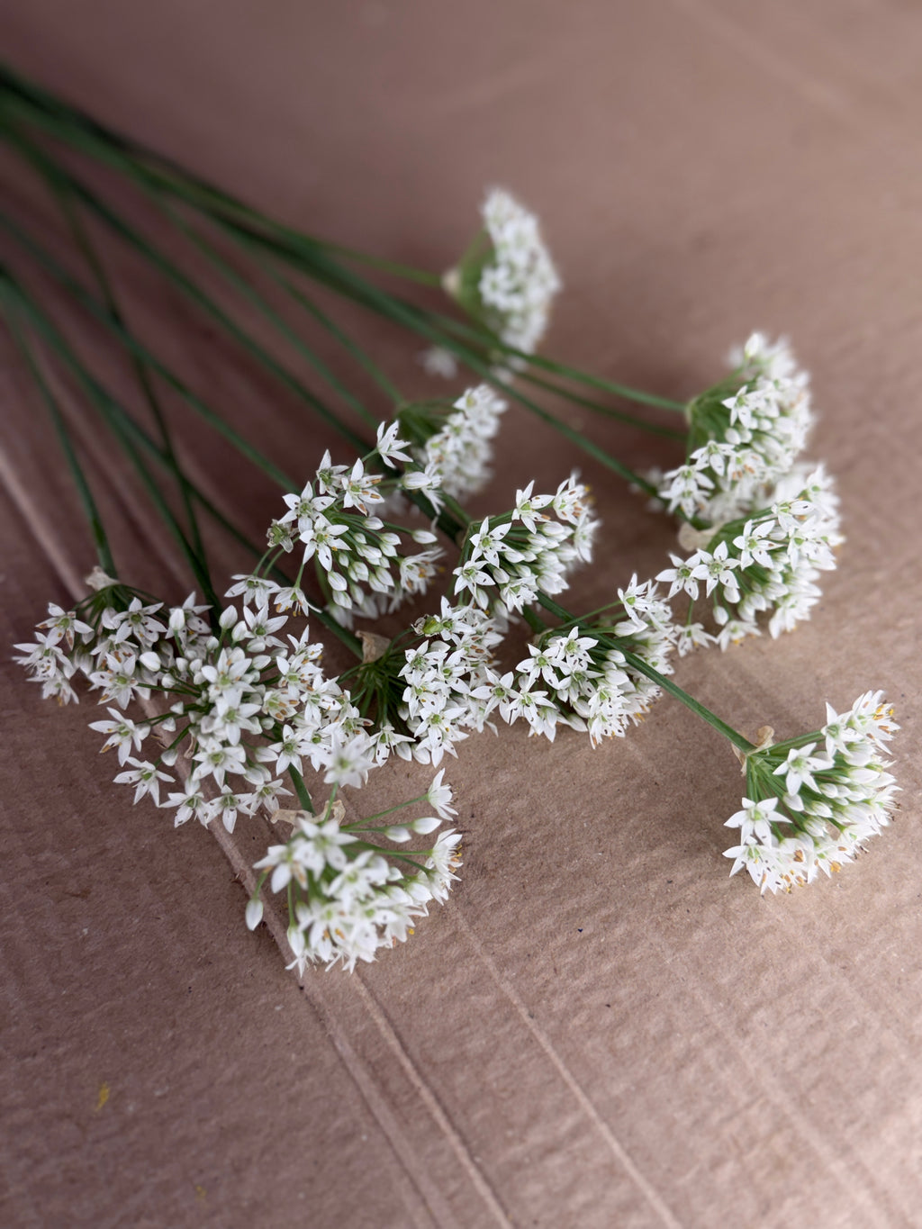 Allium - Late Summer White
