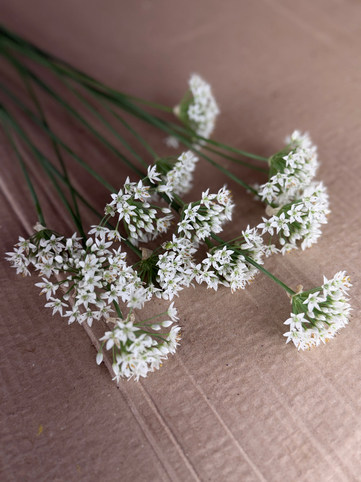 Allium - Late Summer White