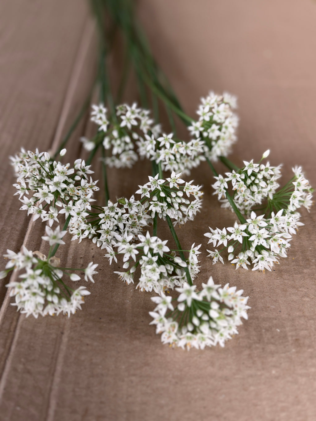 Allium - Late Summer White