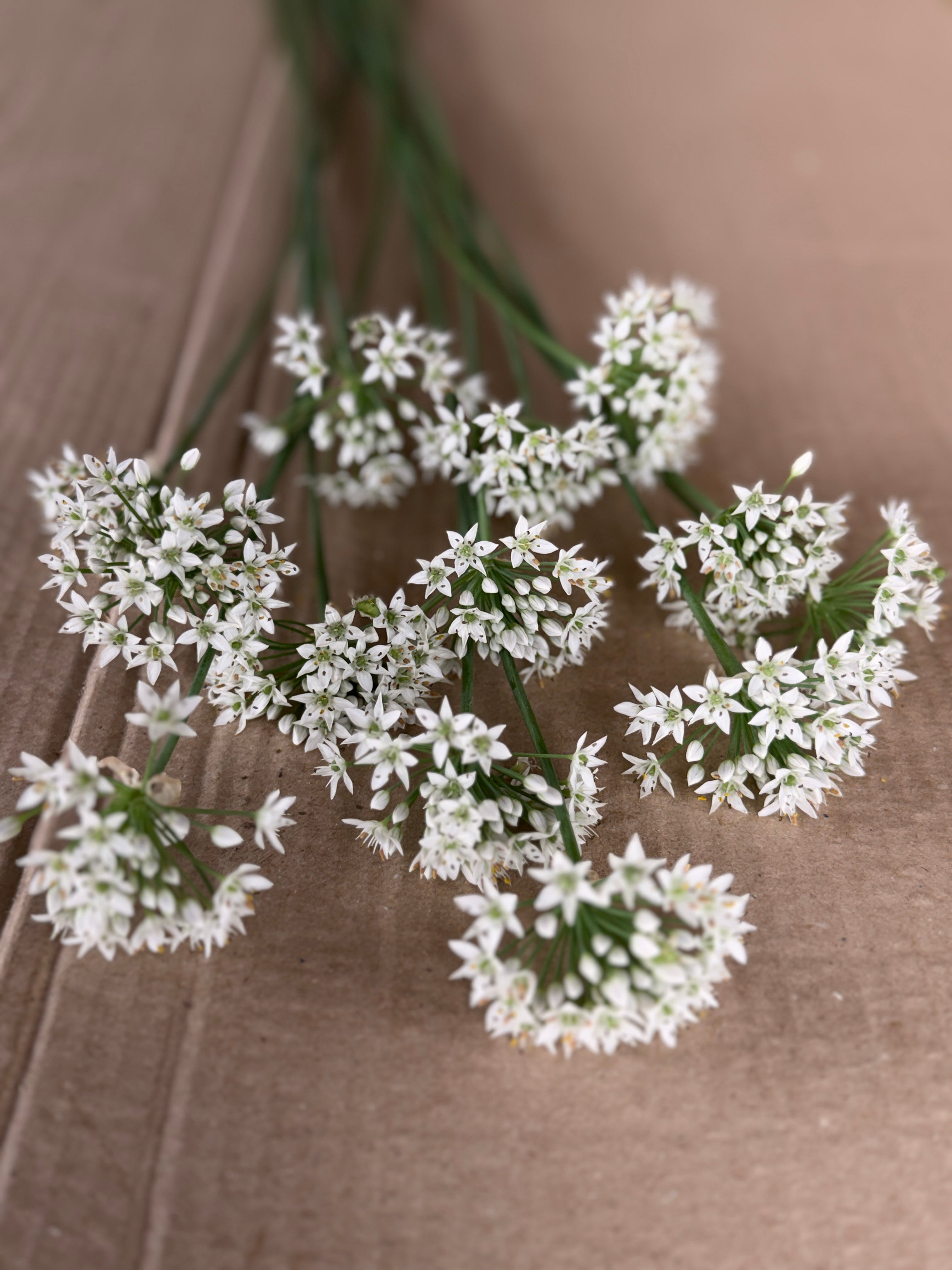 Allium - Late Summer White