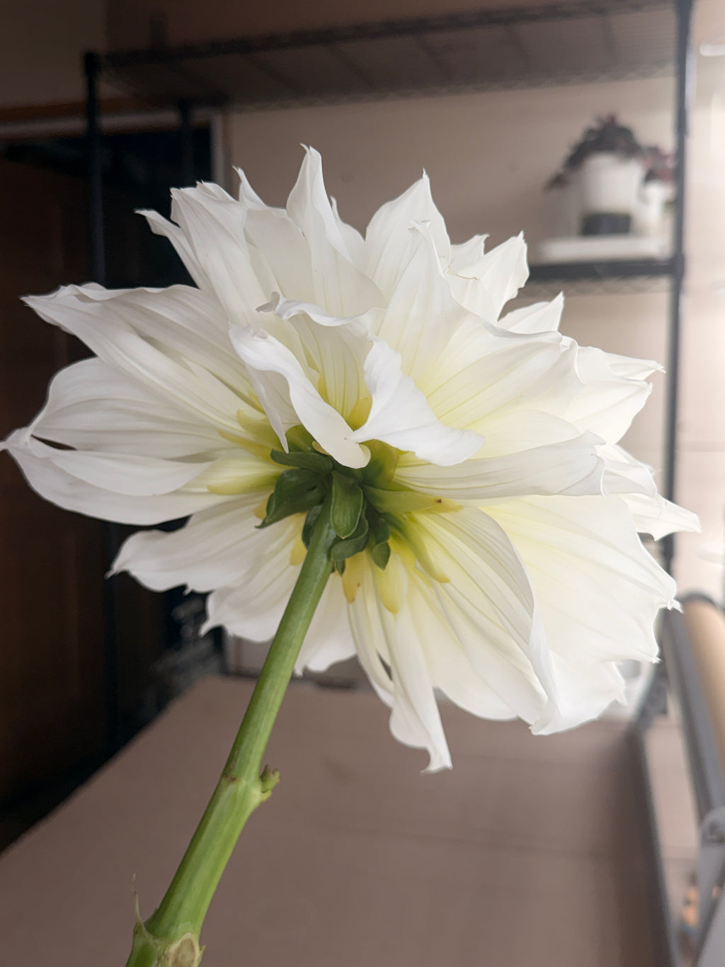 Dahlia - Fleurel