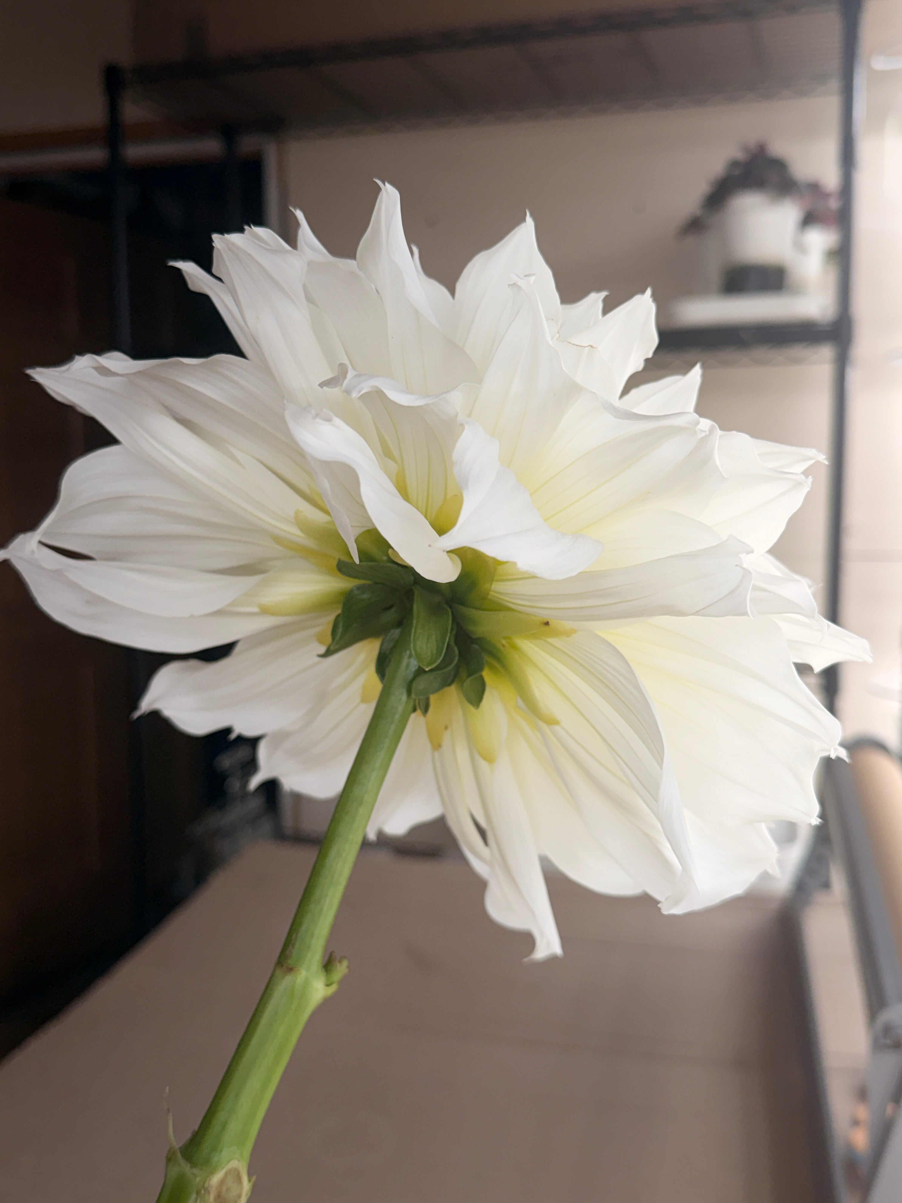 Dahlia - Fleurel