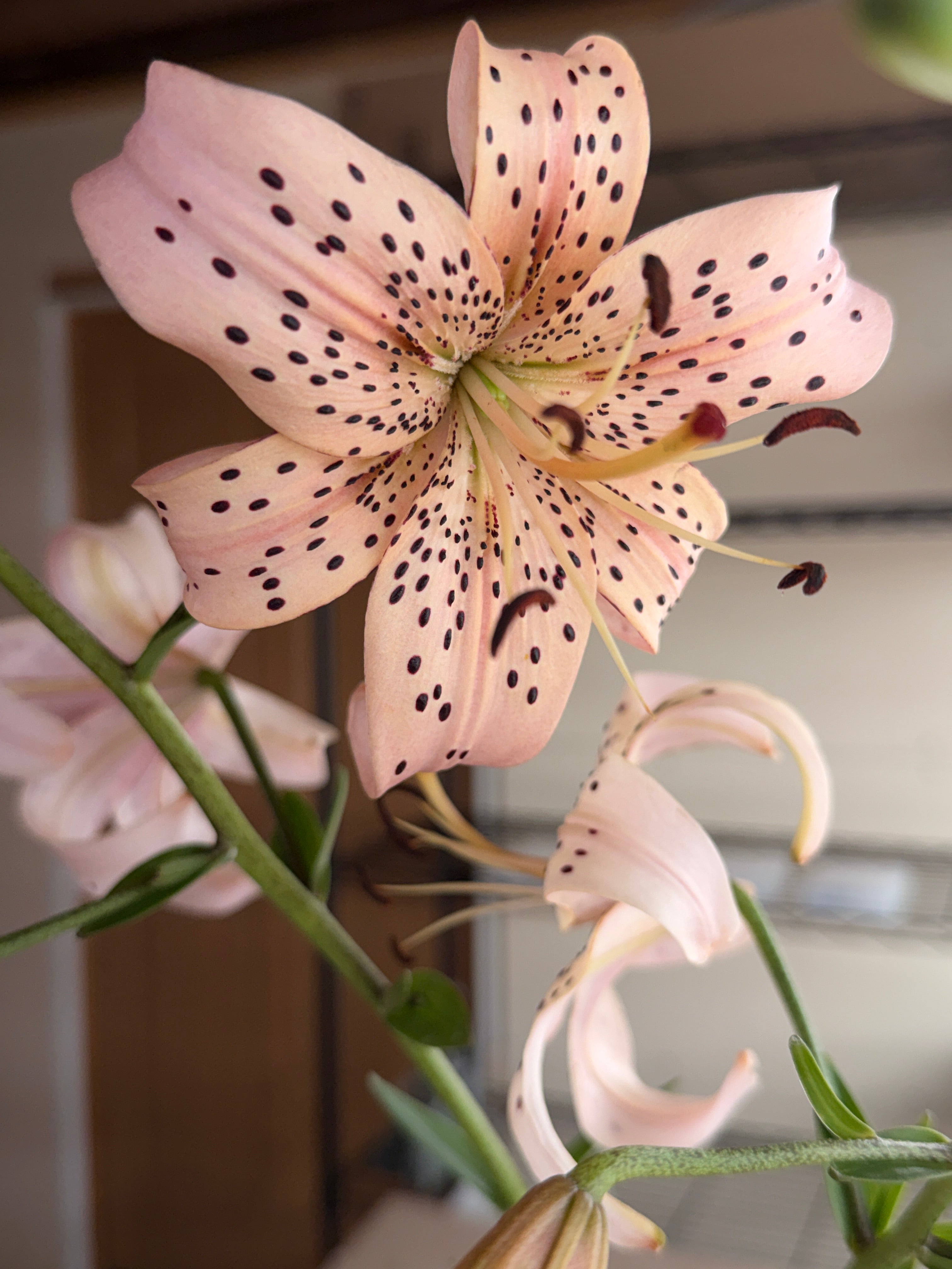 Lily - Pink Tiger