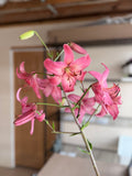 Lily - Pink Flight