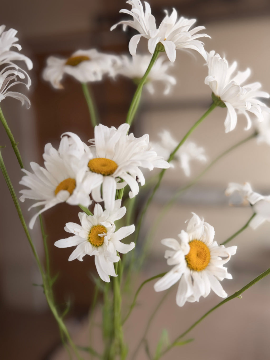 Daisy - Tall Alaska