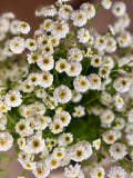Feverfew - Tetra White