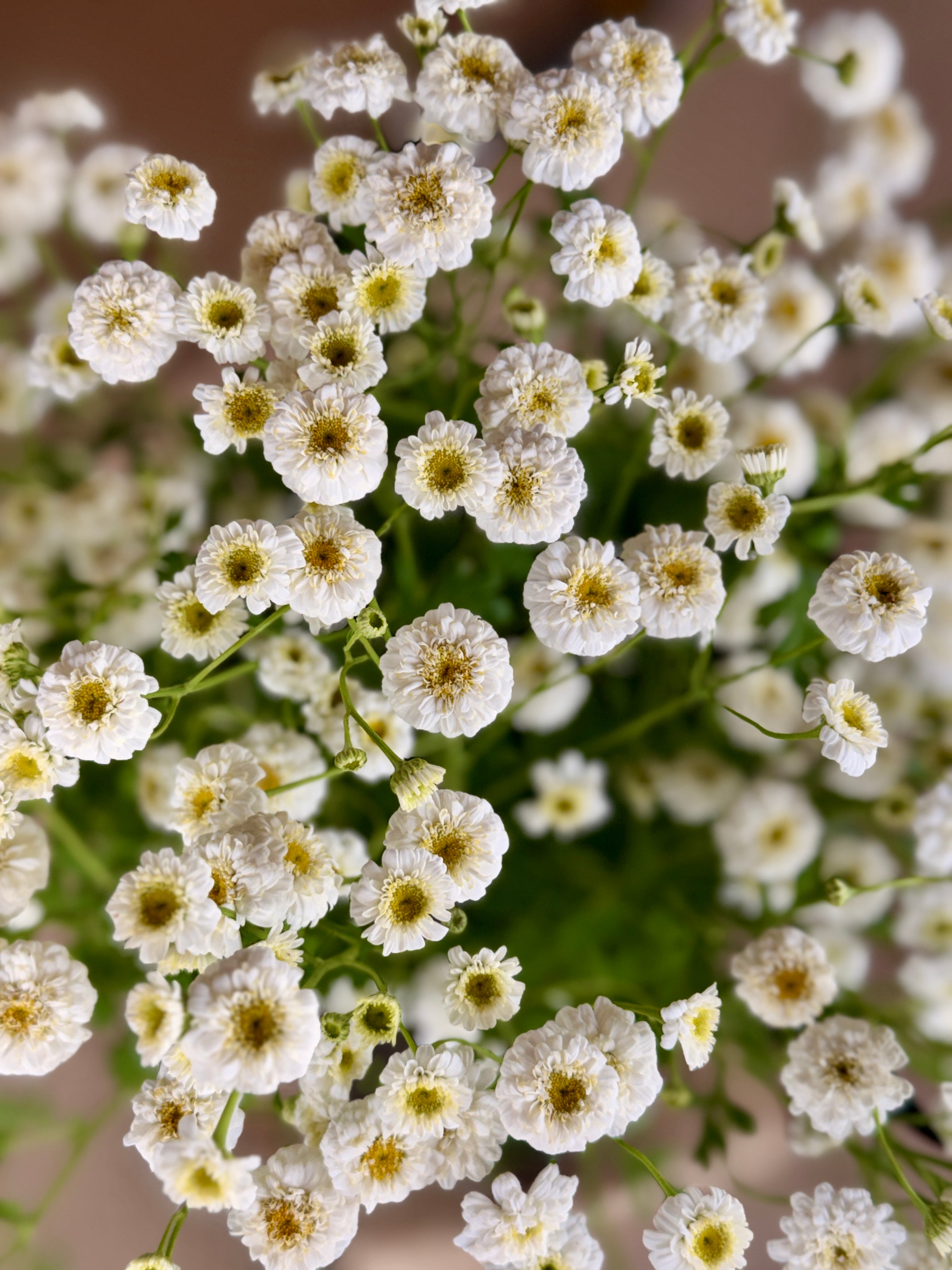 Feverfew - Tetra White