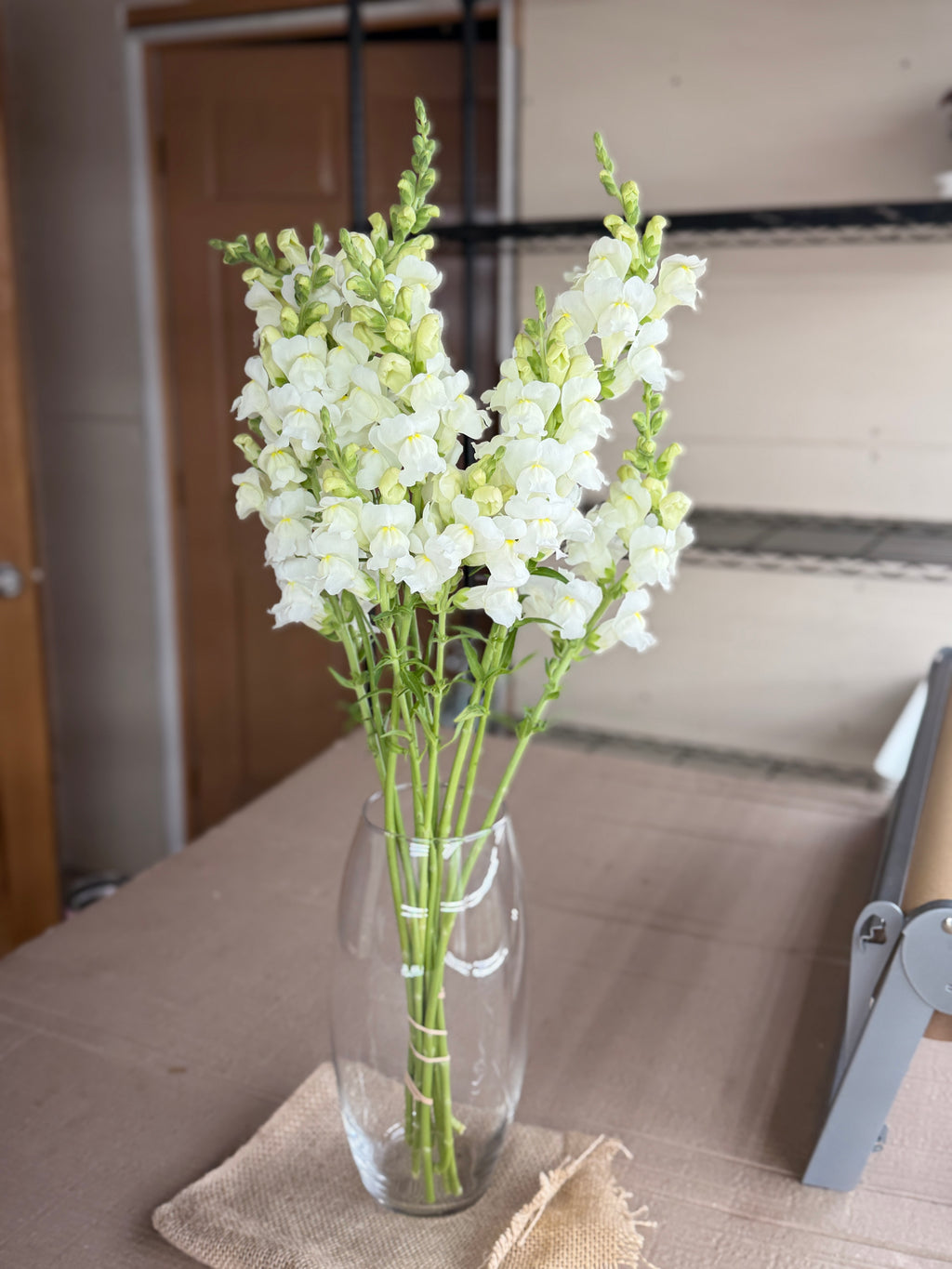 Snapdragon - Avignon White