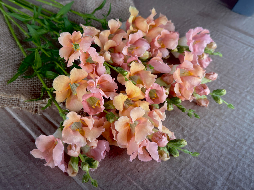 Snapdragon - Chantily Light Salmon