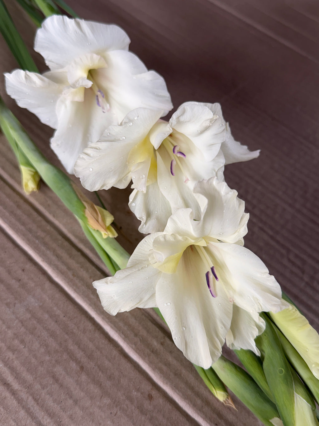Gladiolus - Ivory Priscilla