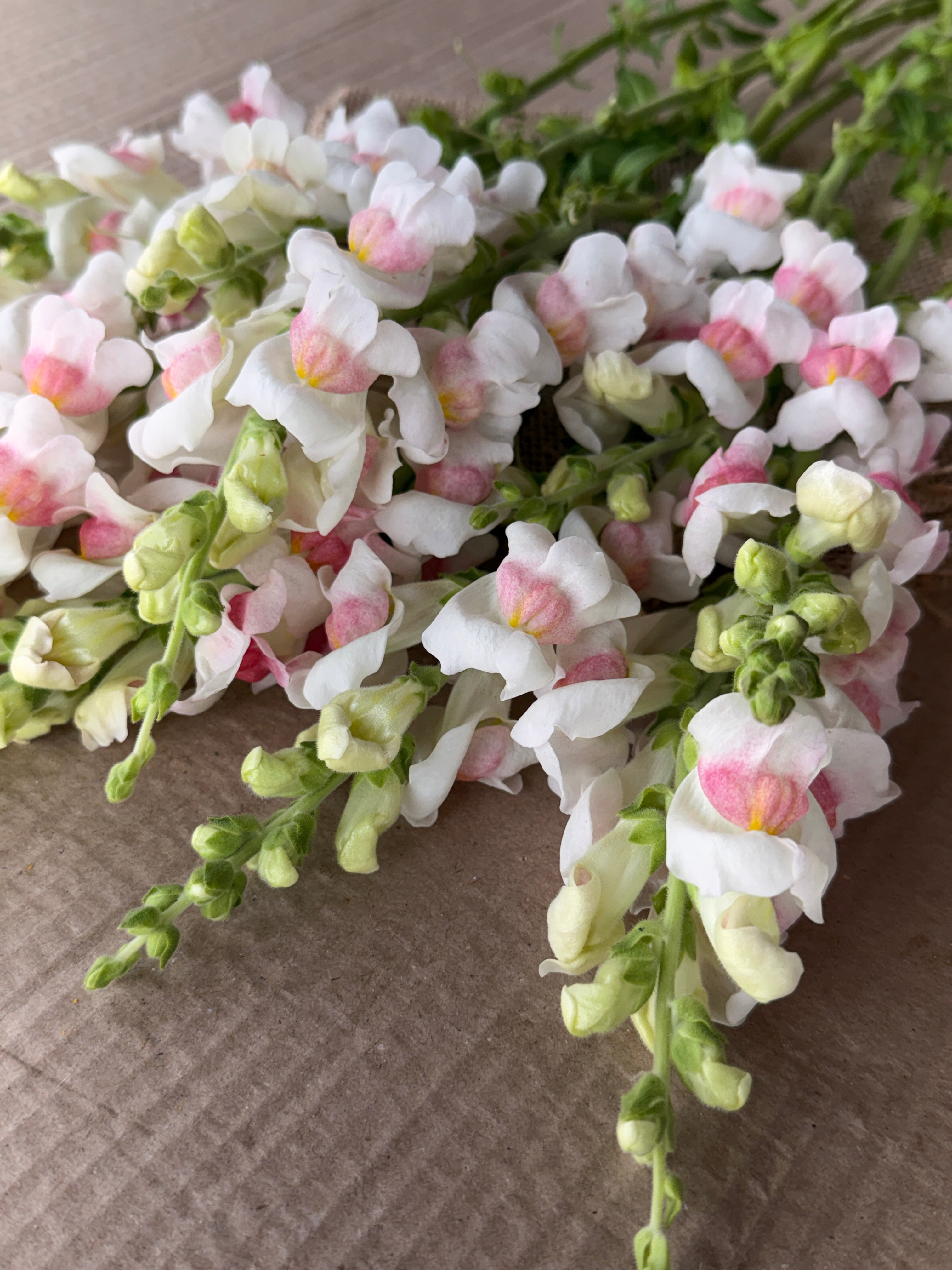 Snapdragon - Potomac Appleblossom