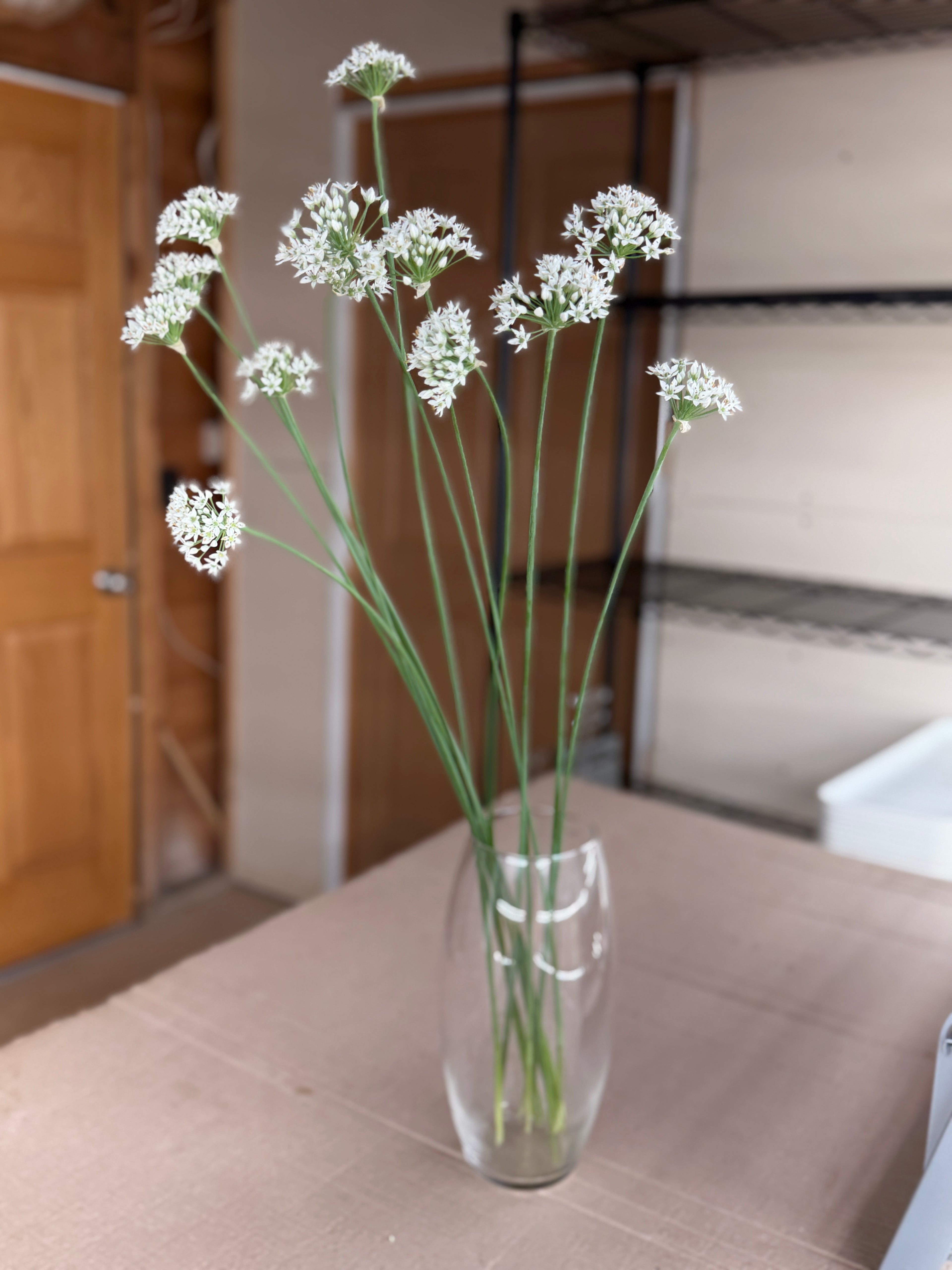 Allium - Late Summer White