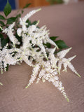 Astilbe Plumes