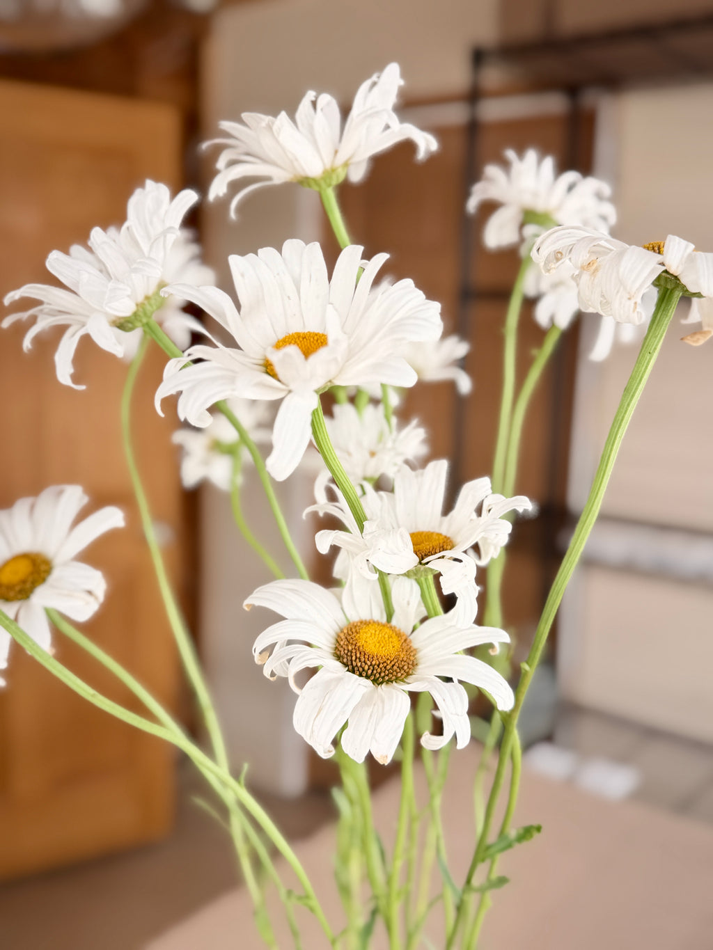 Daisy - Tall Alaska