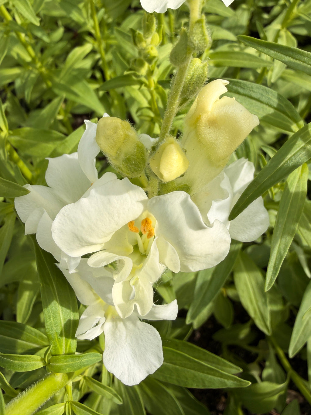 Snapdragon - Chantily White