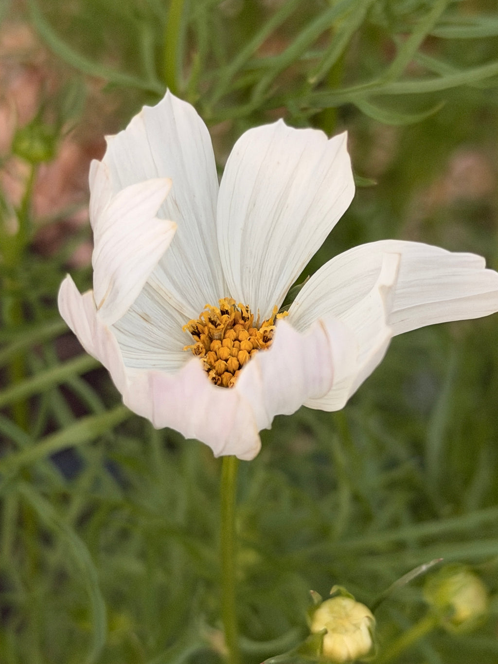 Cosmos - Afternoon White