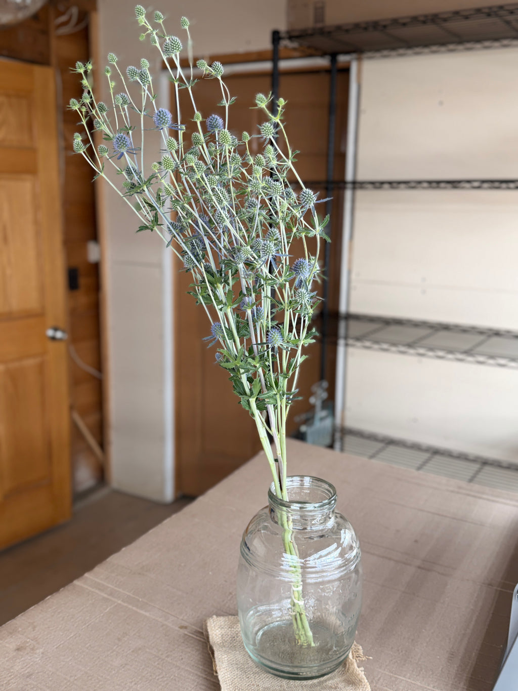 Eryngium - Blue