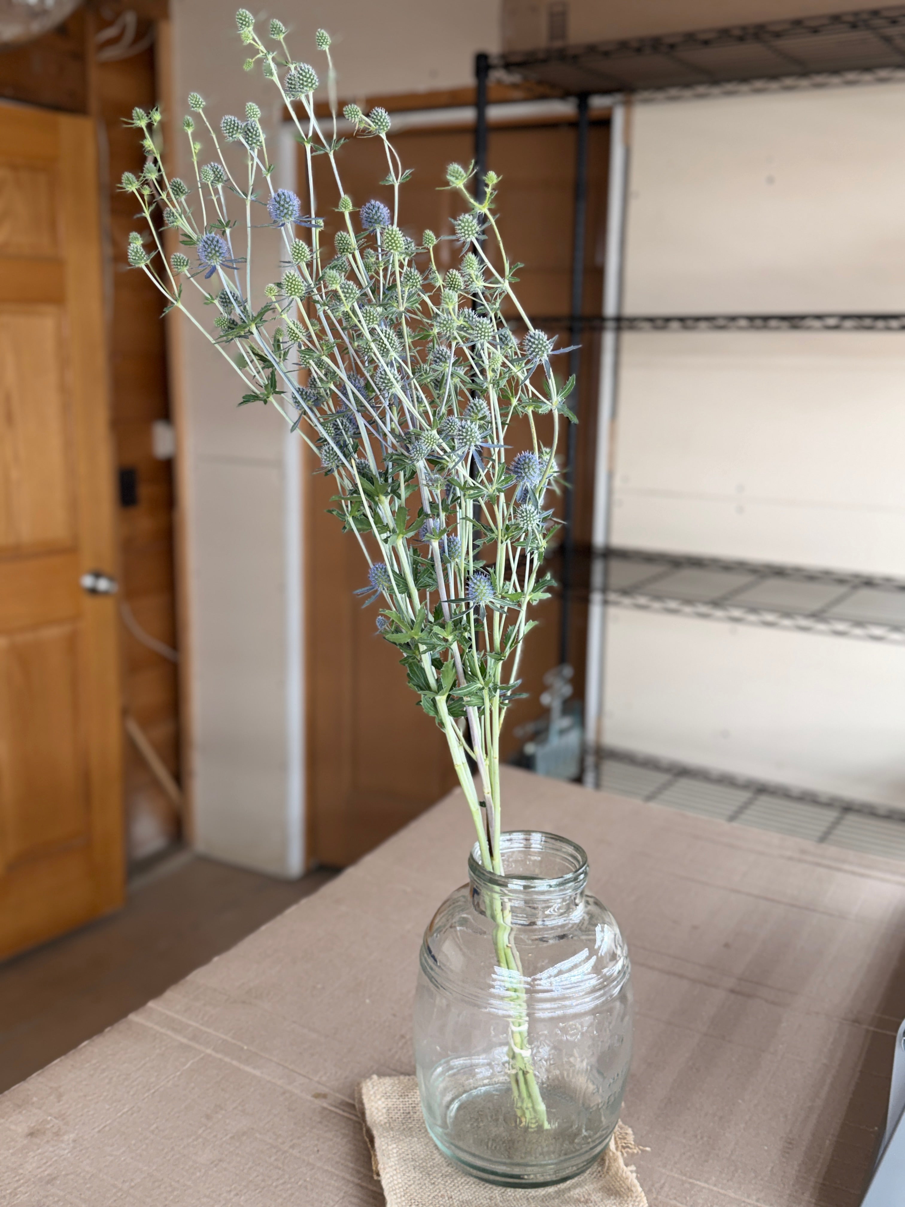 Eryngium - Blue