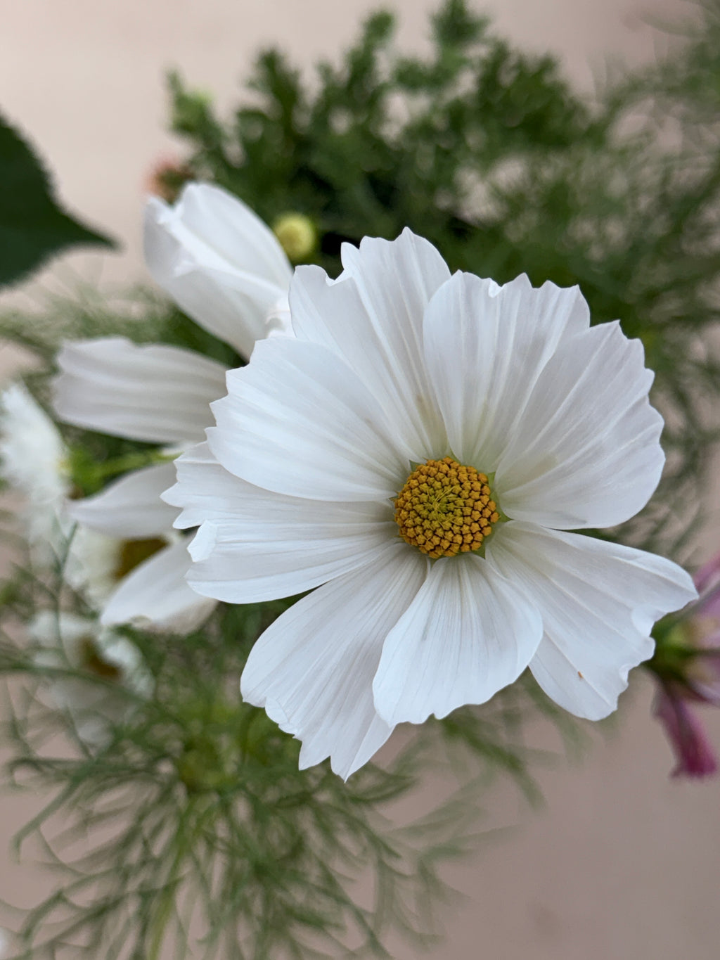 Cosmos - Afternoon White