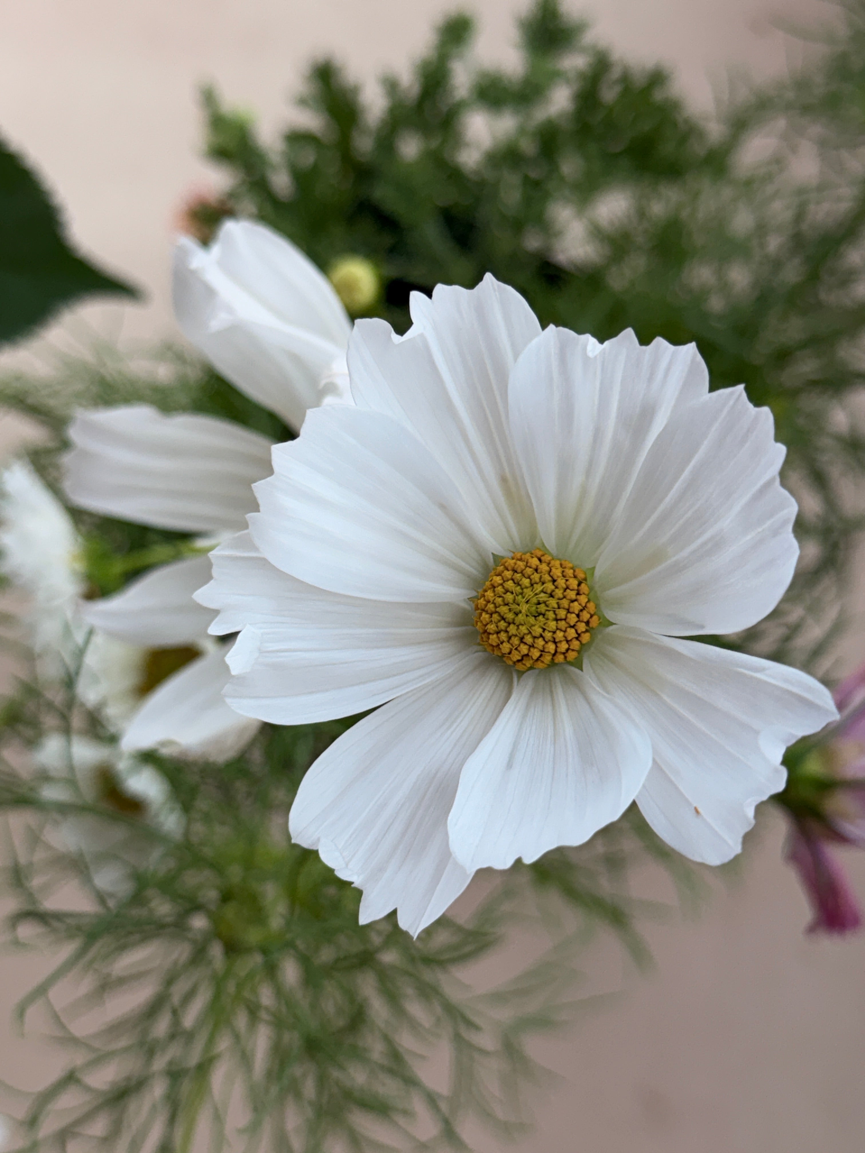 Cosmos - Afternoon White