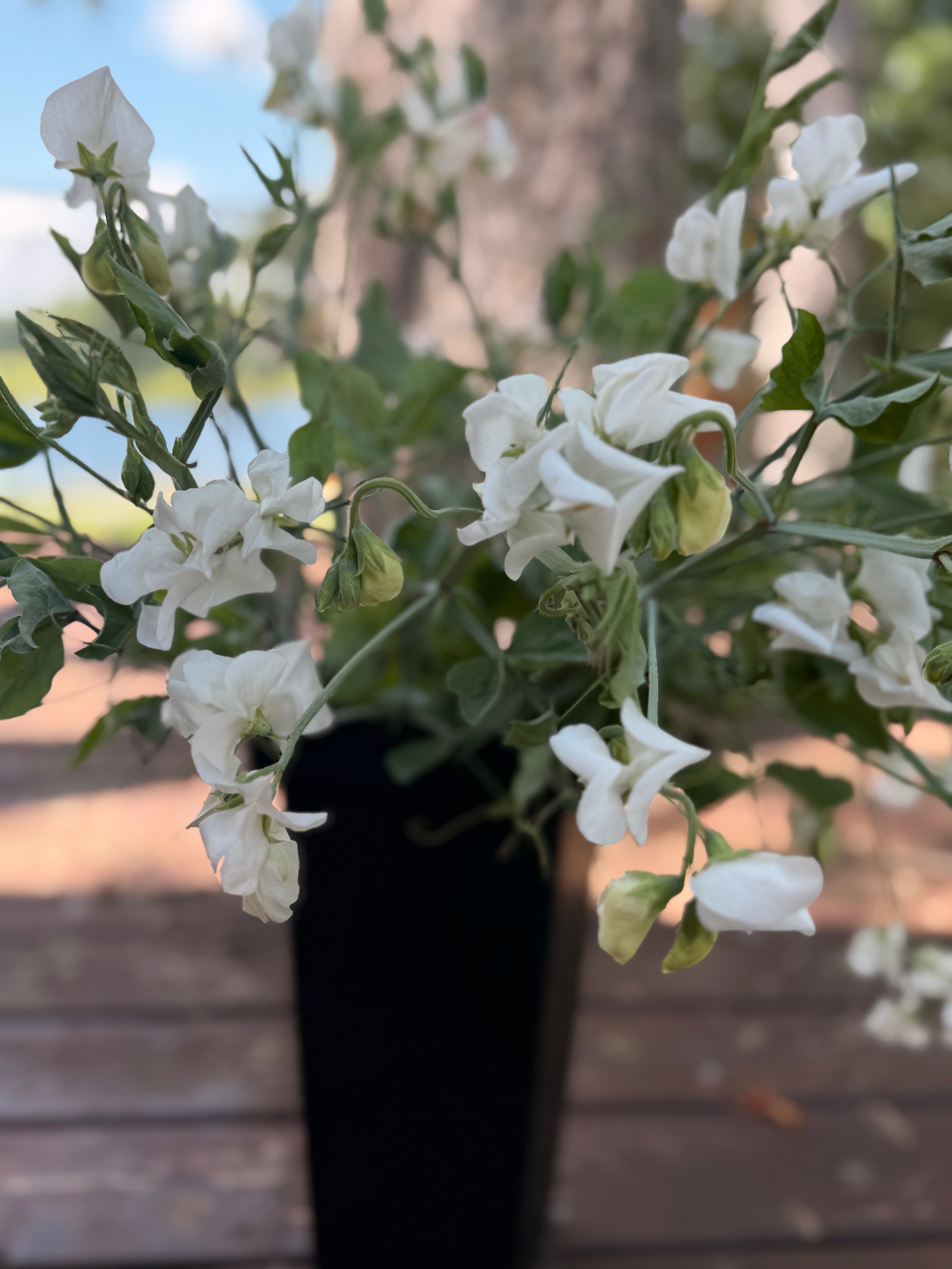 Sweet Peas - White