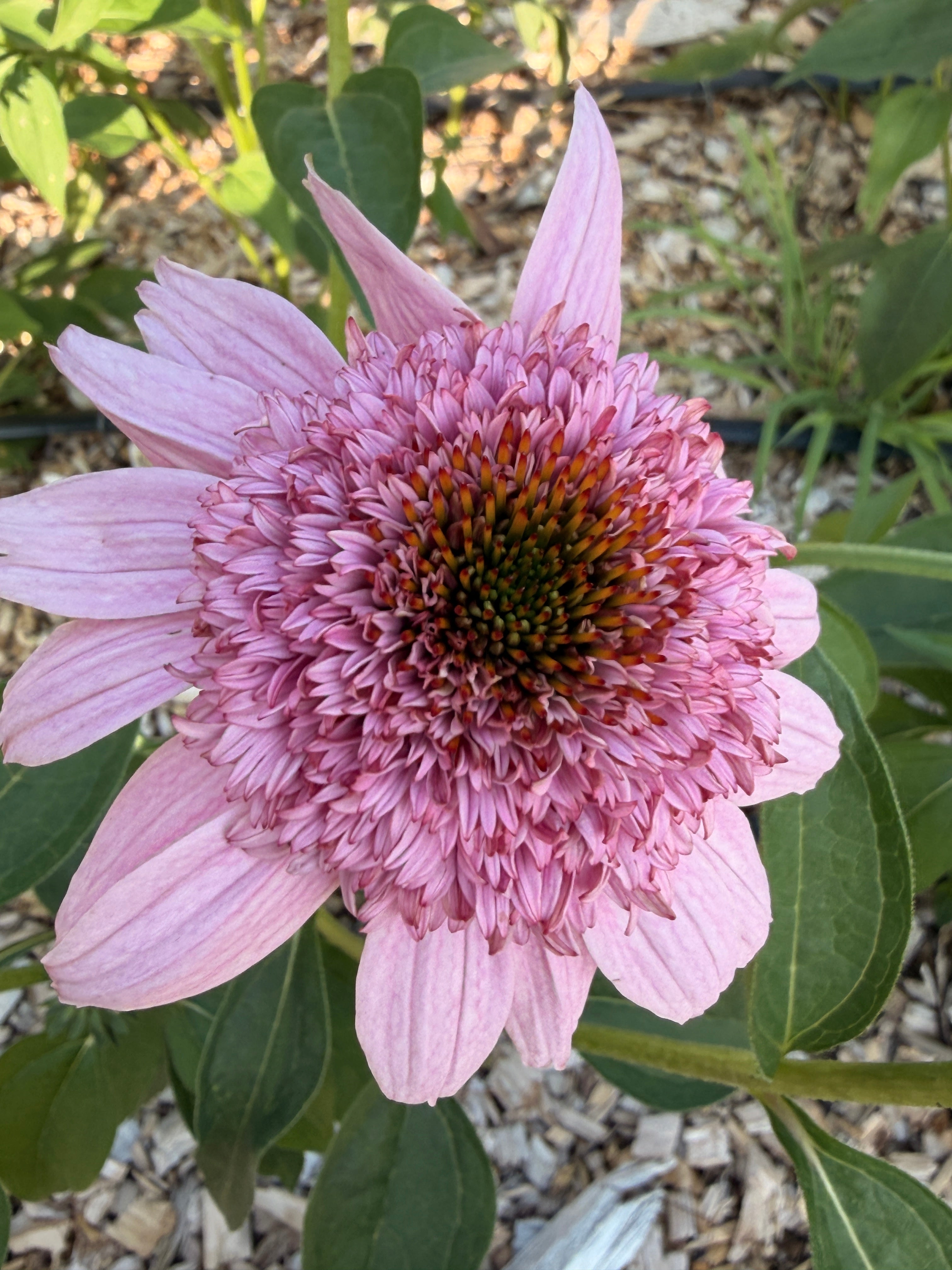 PomPon Echinacea - Pink