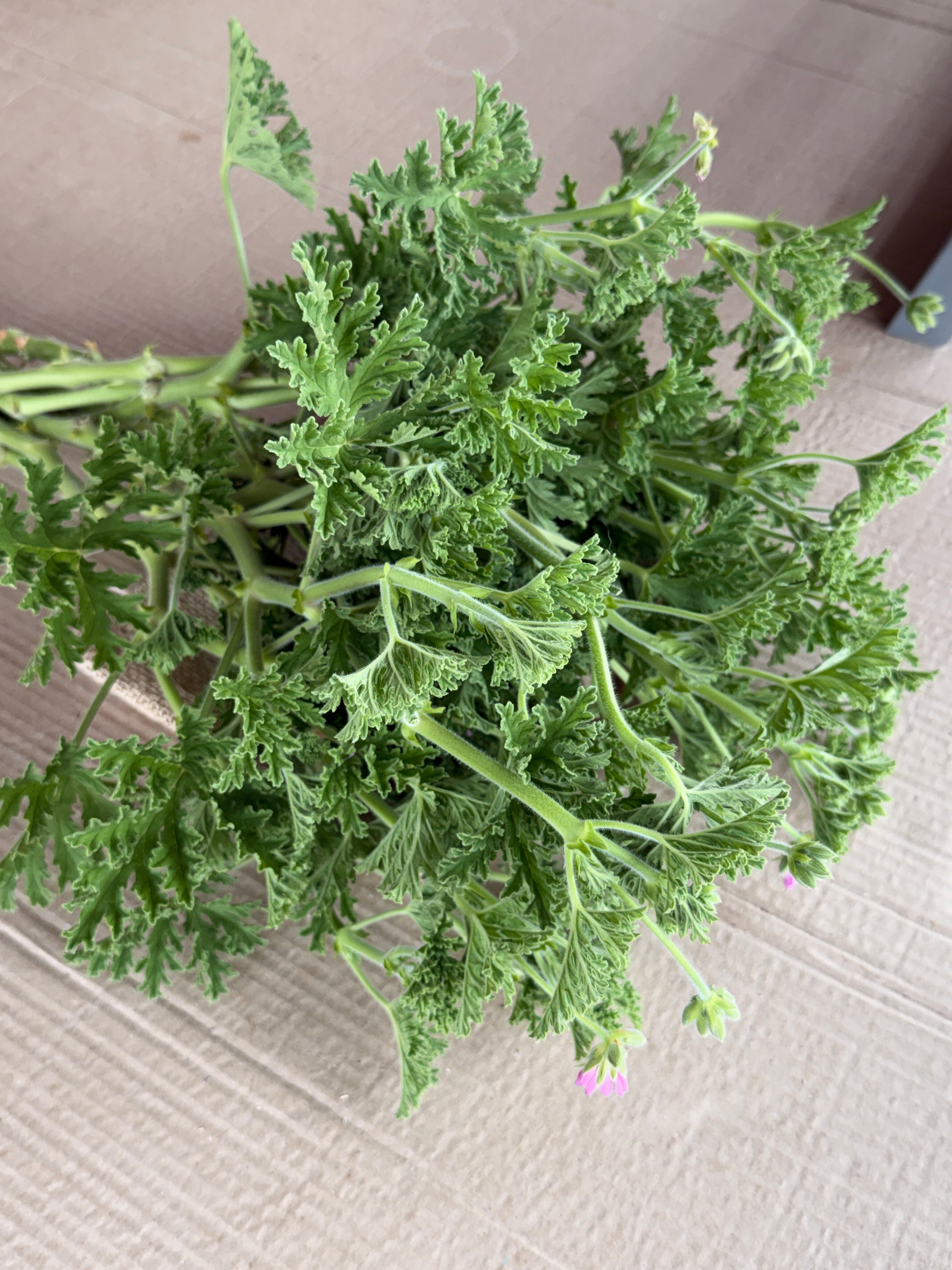 Scented Geranium - True Rose