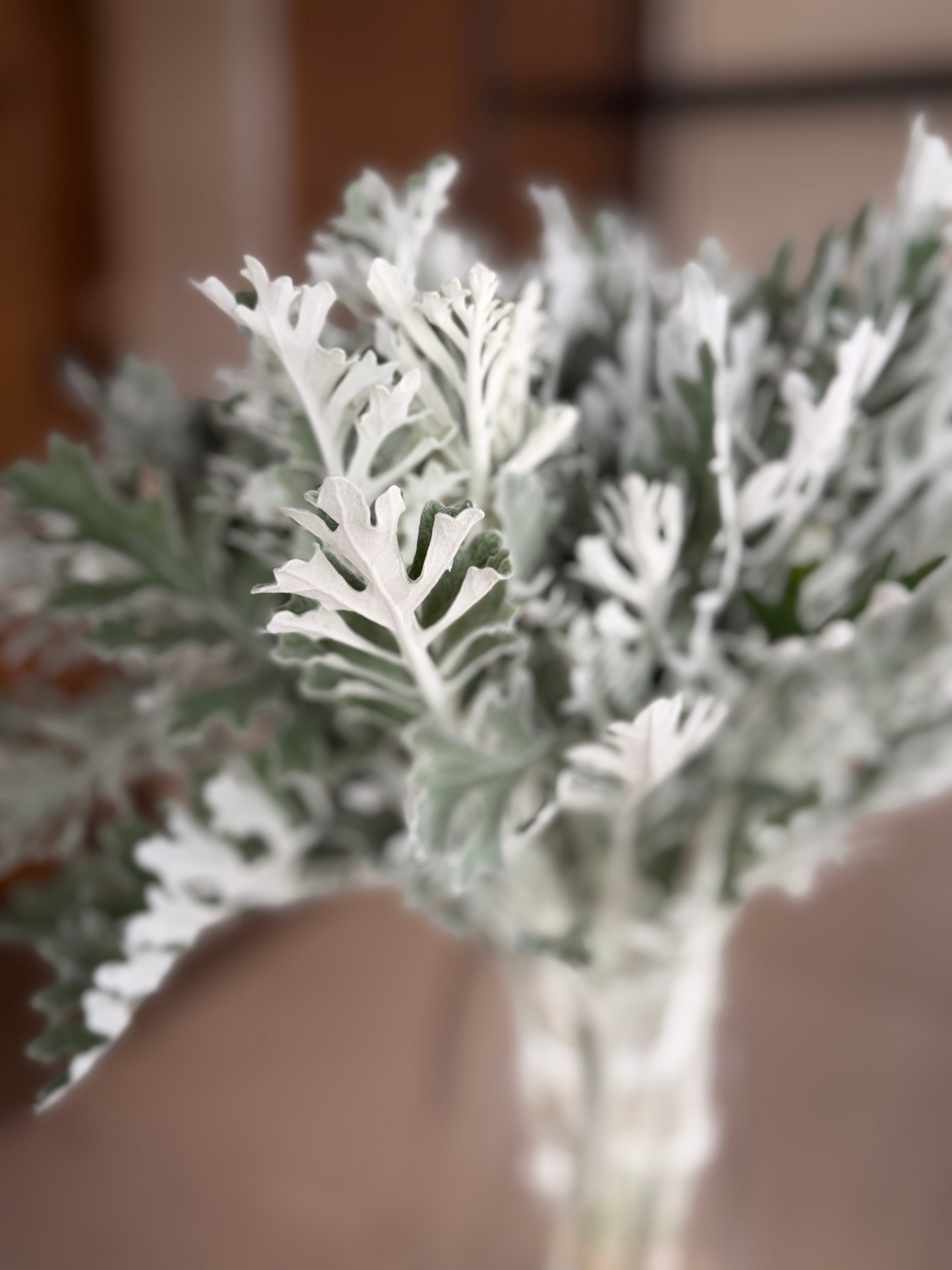 Dusty Miller - Lacy Texture