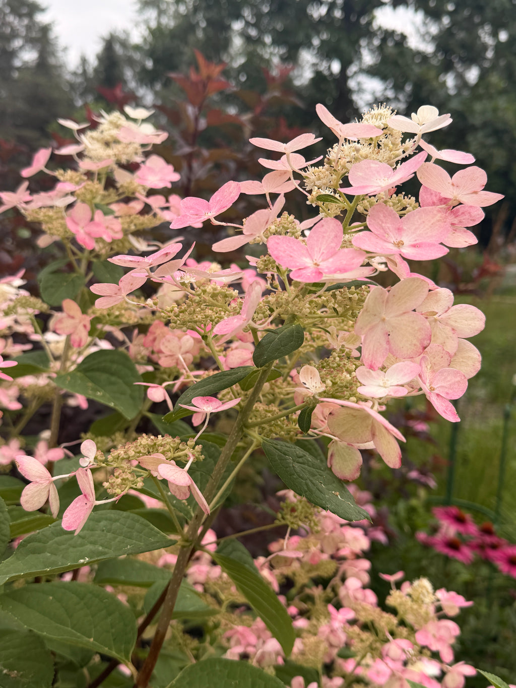 Hydrangea - Quick Fire