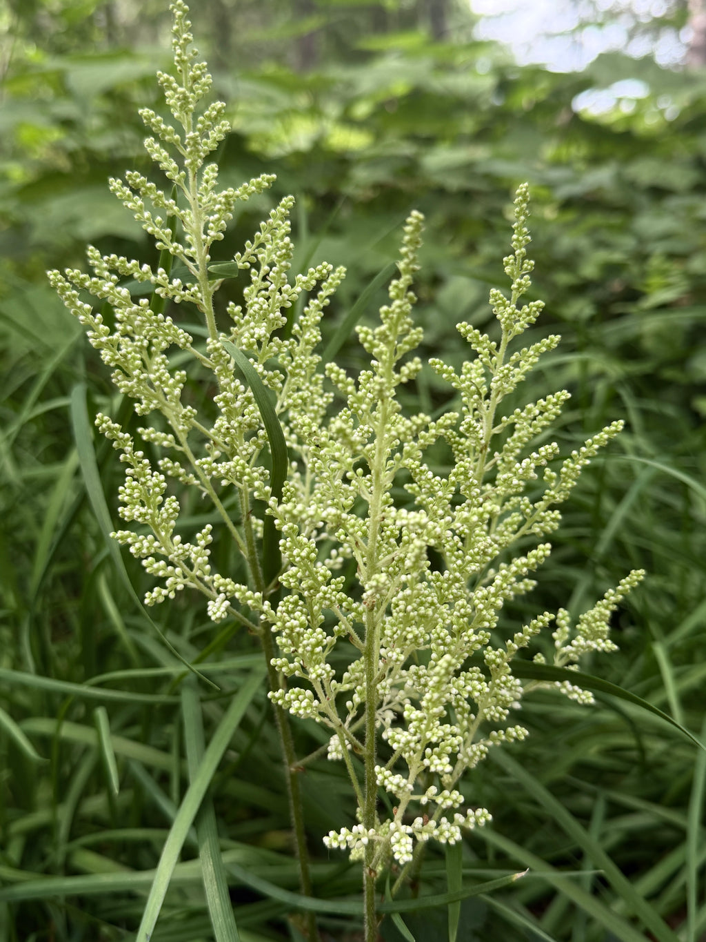 Astilbe Plumes