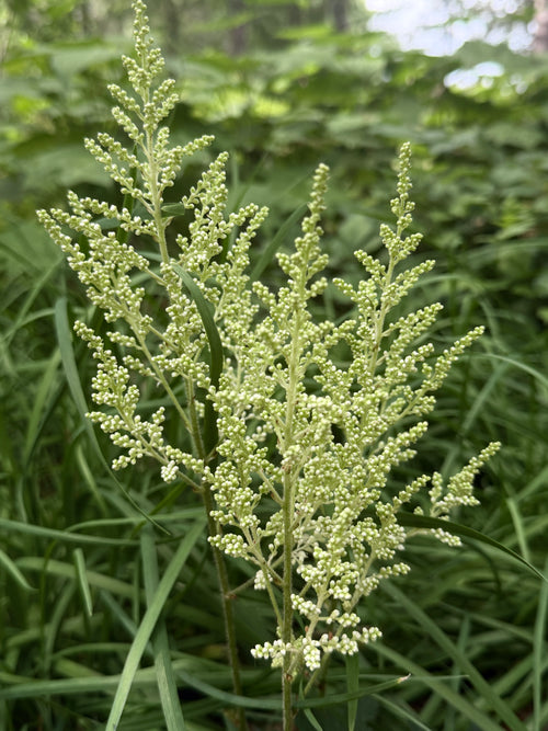 Astilbe Plumes