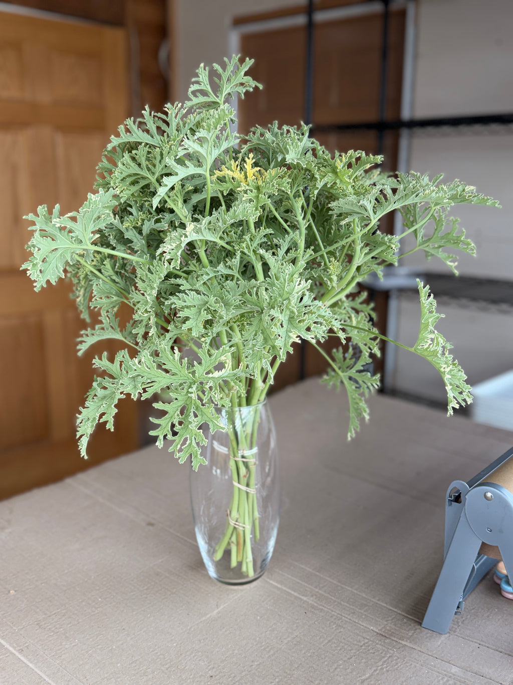 Scented Geranium - variegated