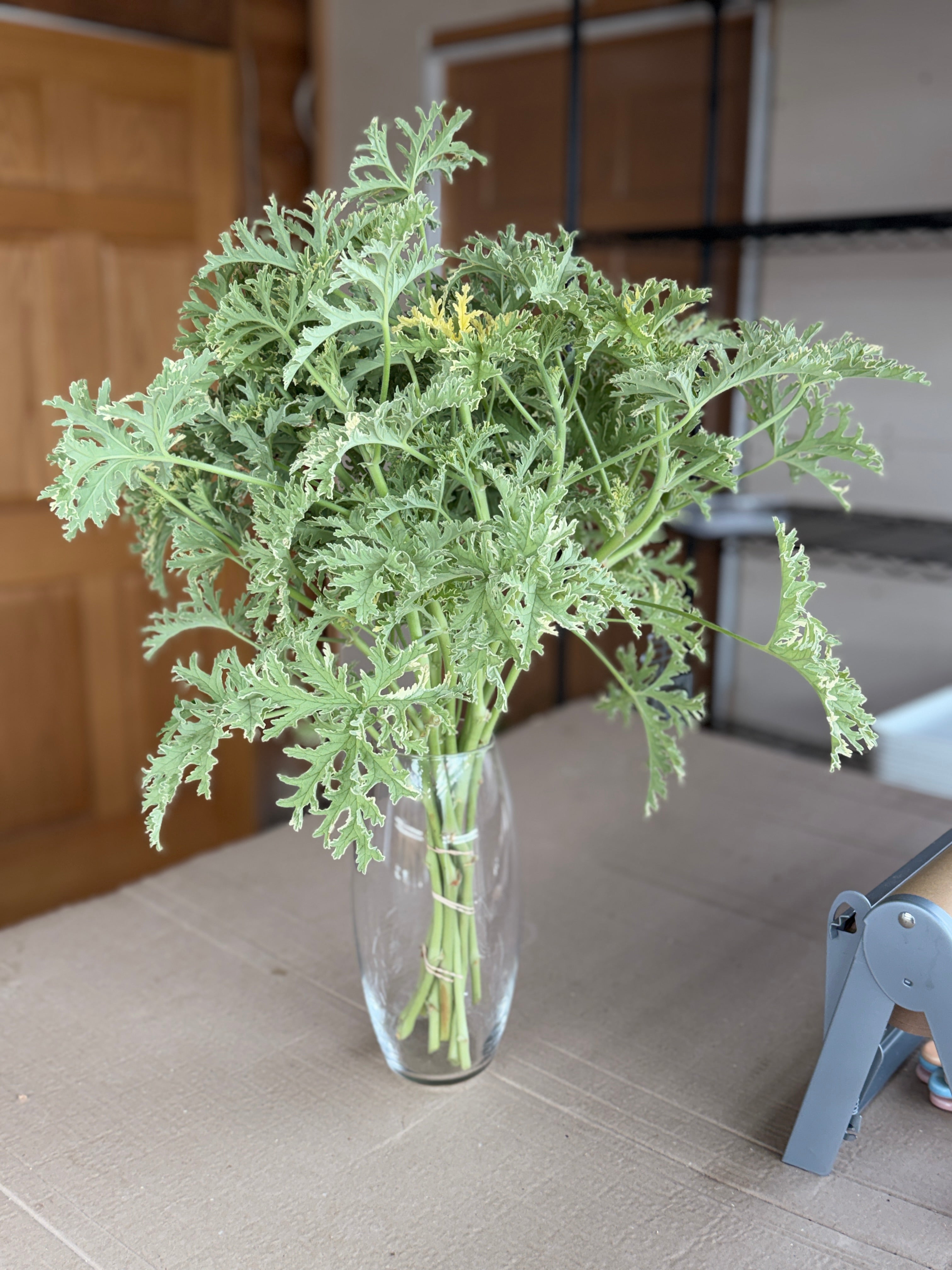 Scented Geranium - variegated