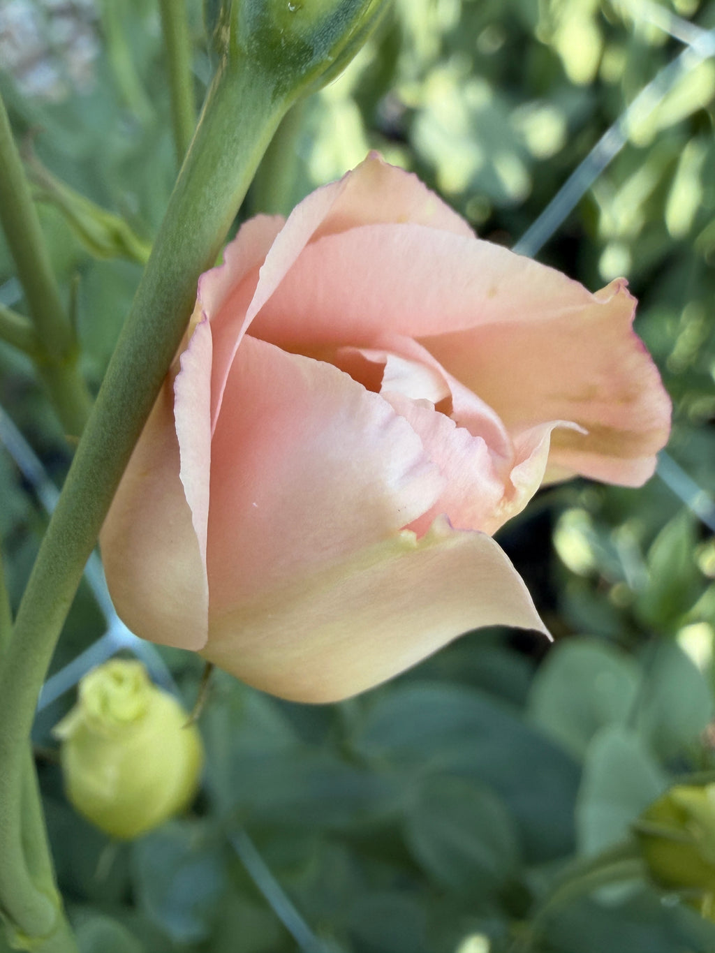 Lisianthus - Peach