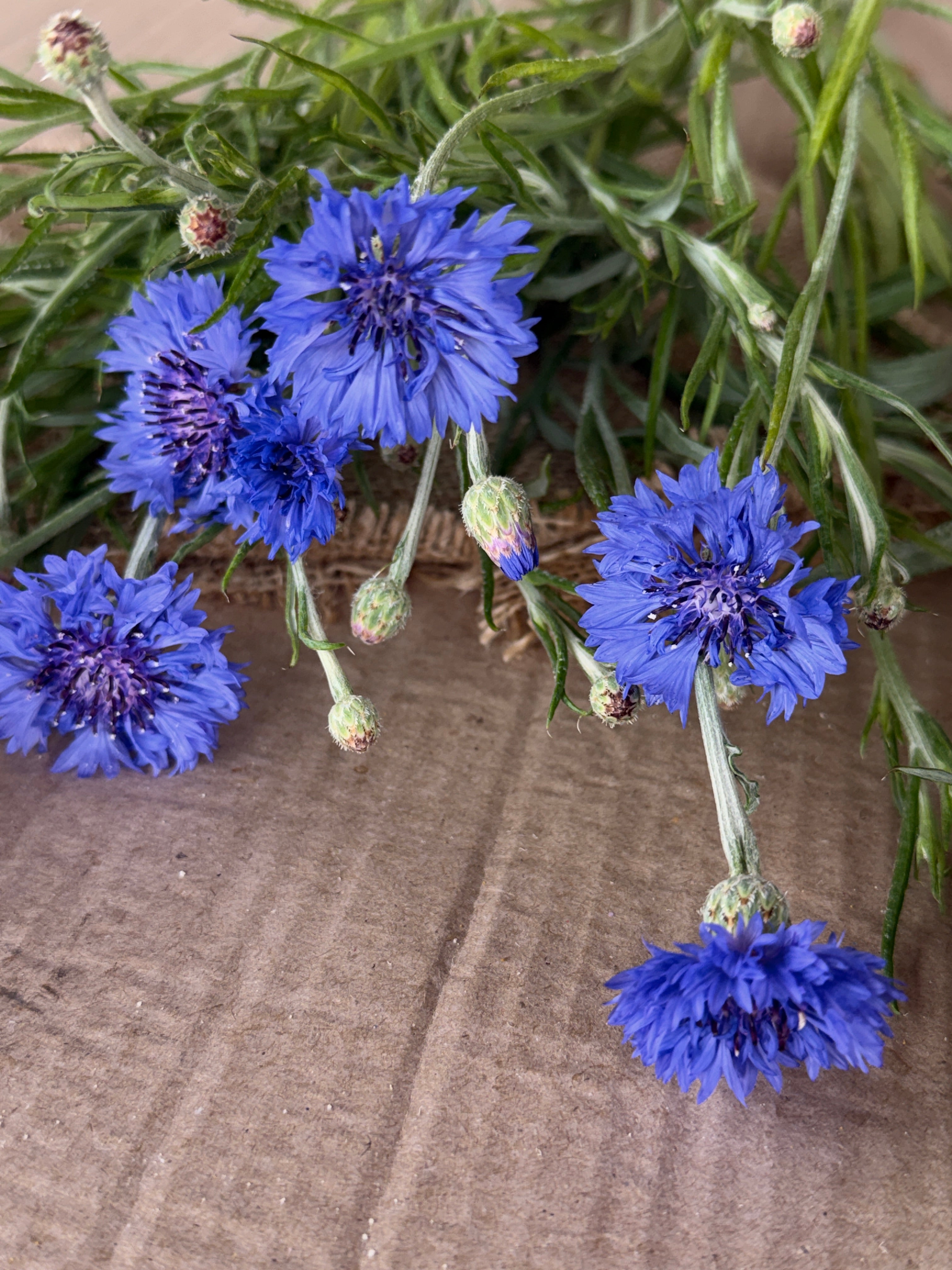 Bachelor’s Button - Blue