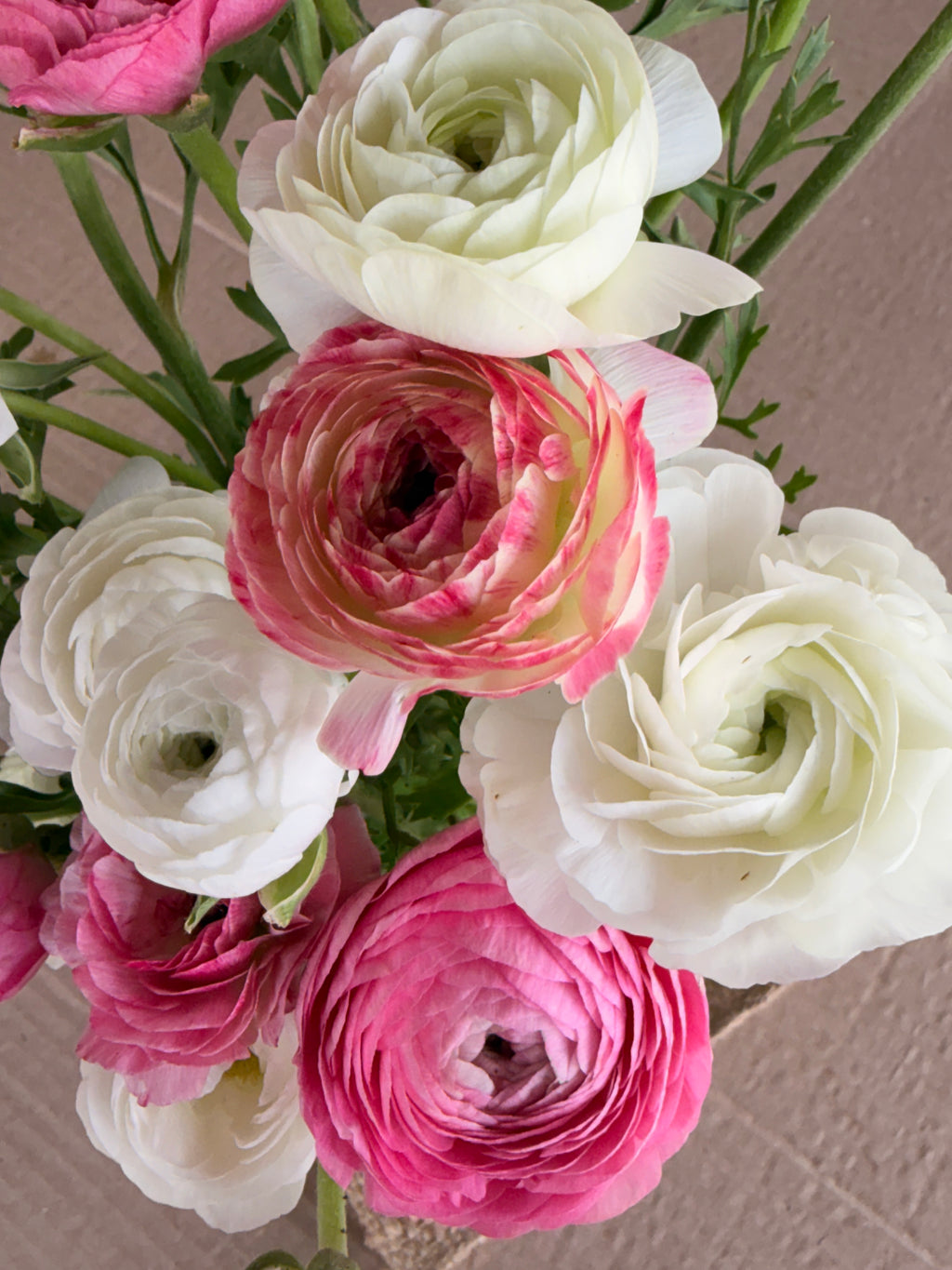 Ranunculus - Pink and White