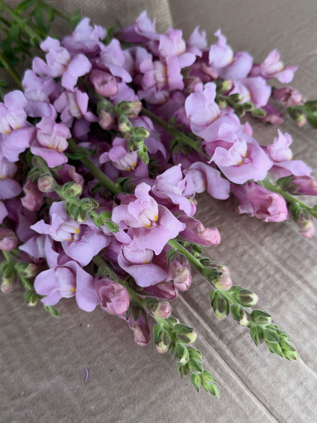 Snapdragon - Potomac Lavender
