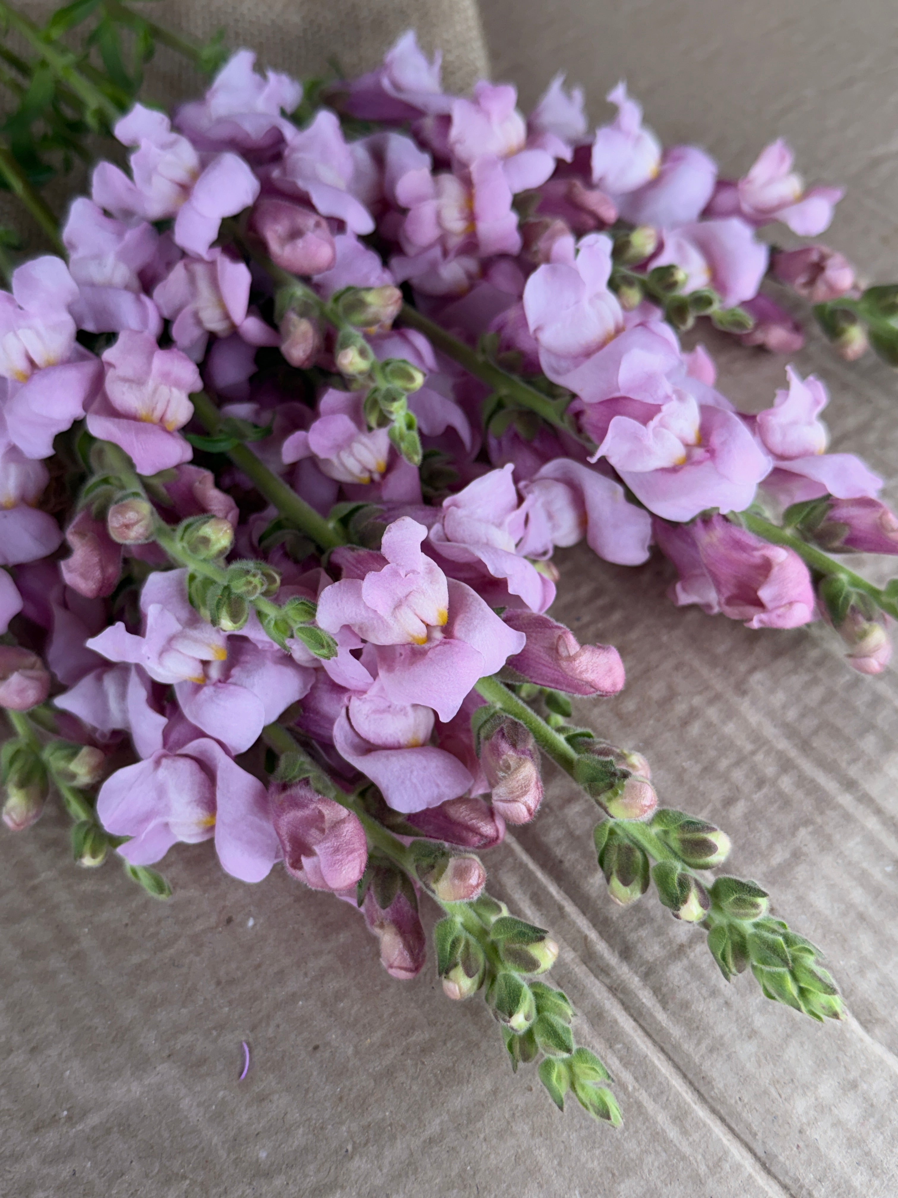 Snapdragon - Potomac Lavender