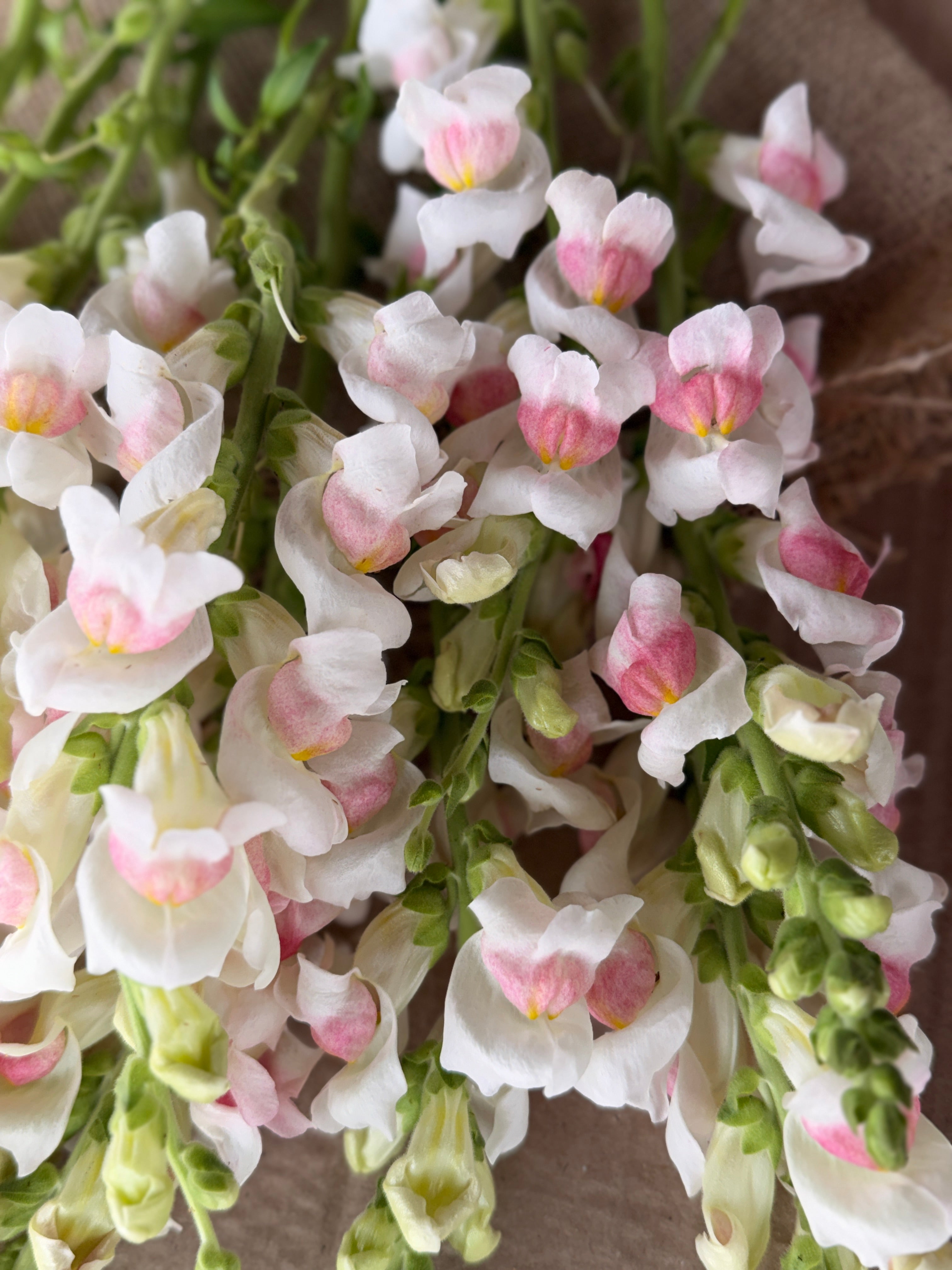 Snapdragon - Potomac Appleblossom
