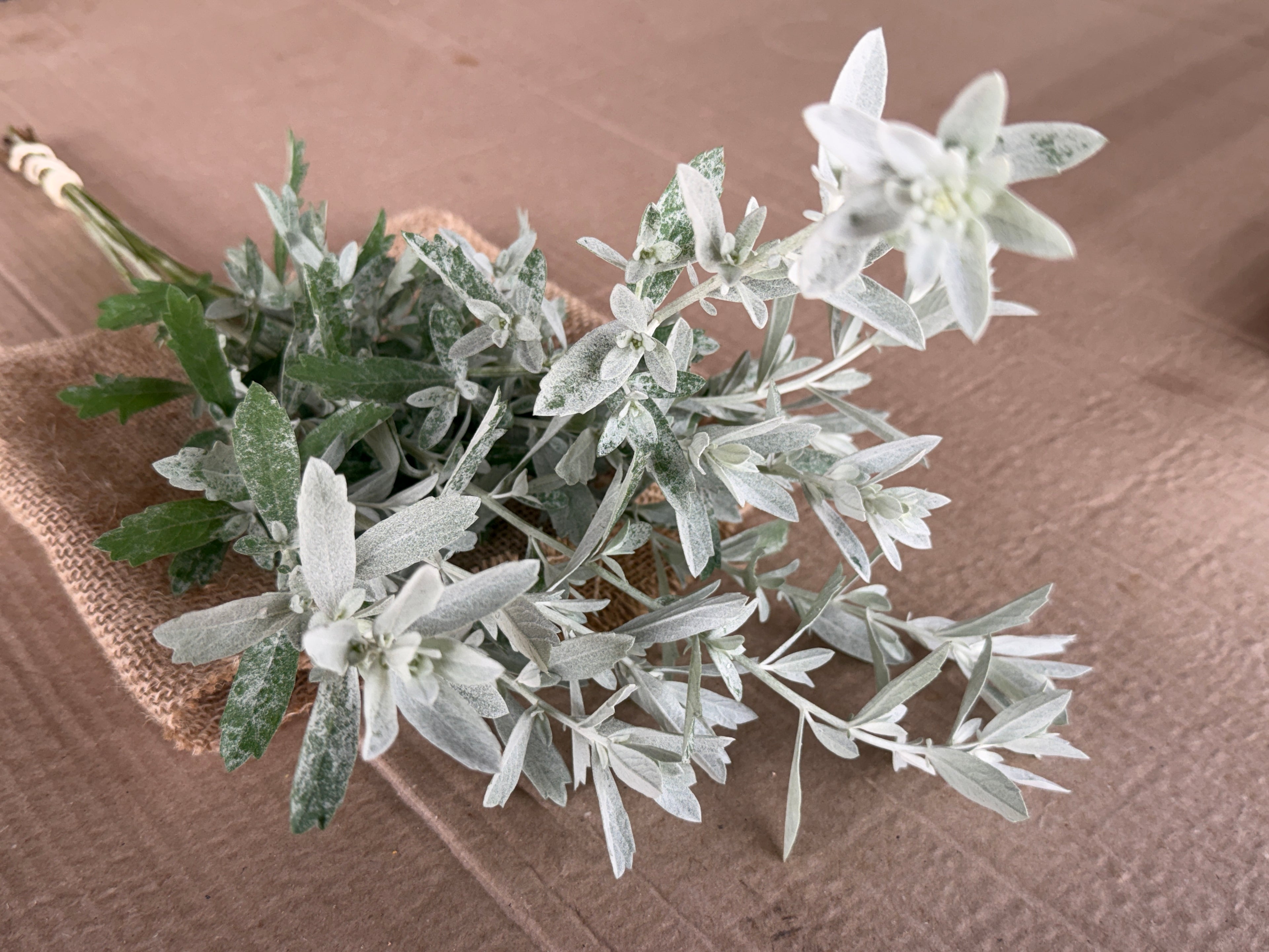 White Sage - fine textured