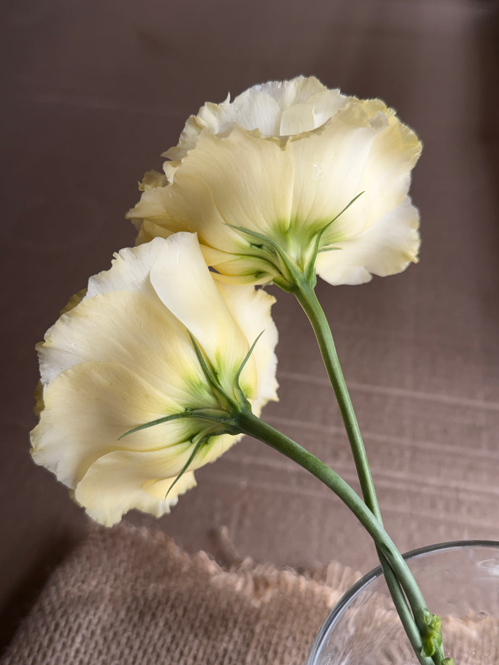 Lisianthus - Primrose